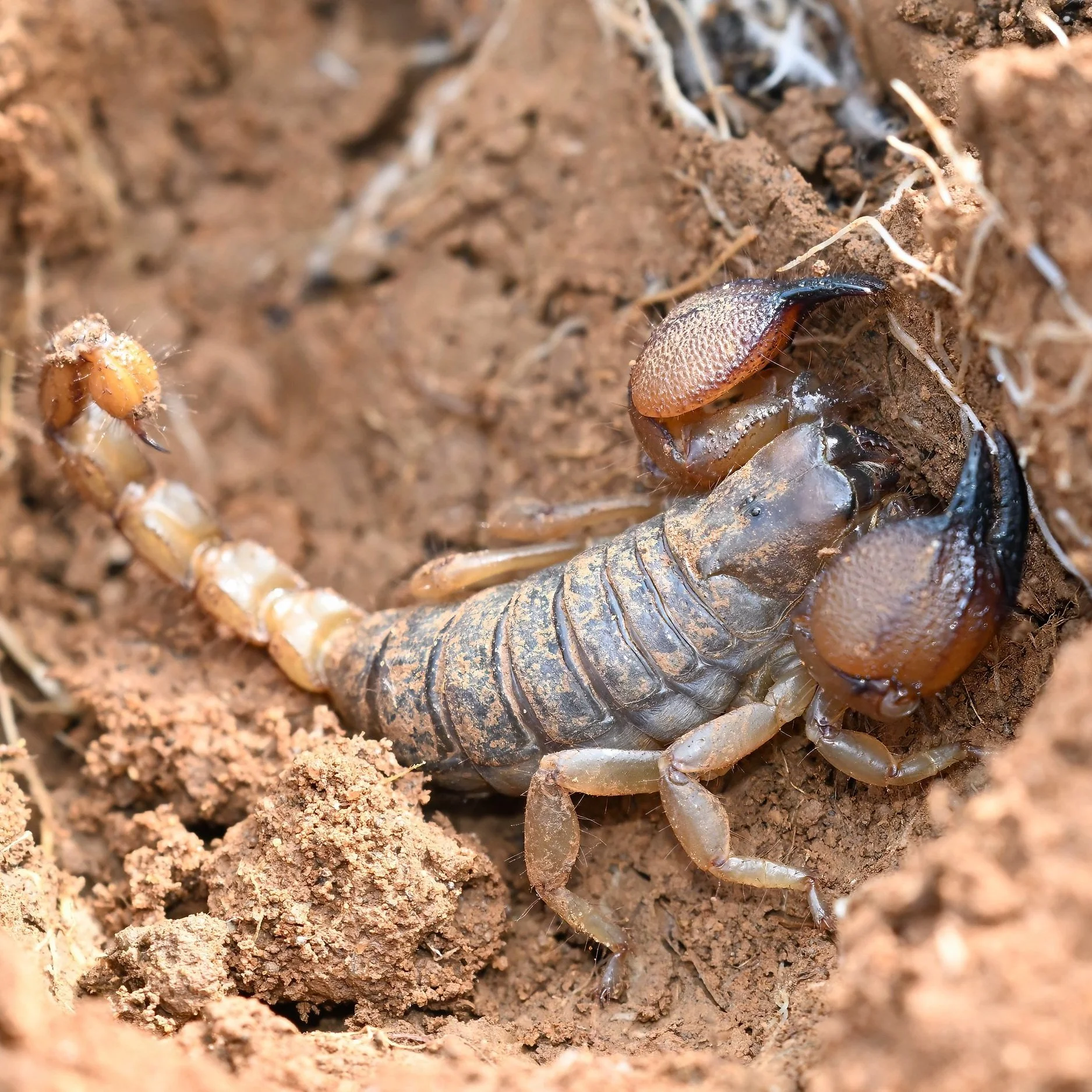 Large-clawed Burrowing Scorpion (Scorpio maurus)