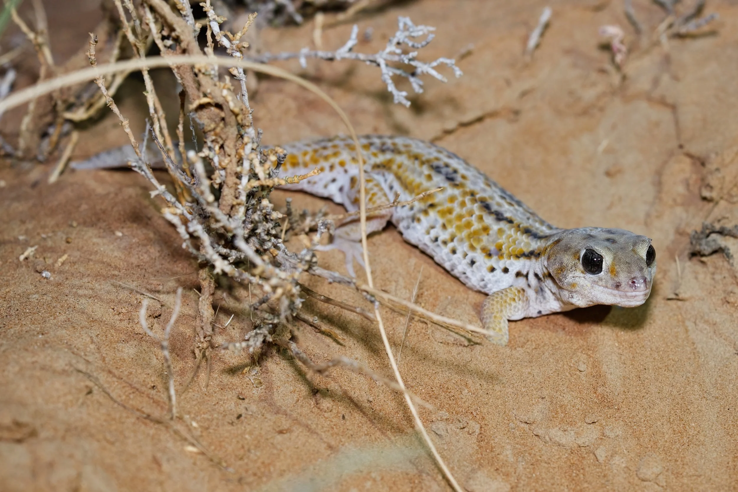 Keyserling’s Wonder Gecko