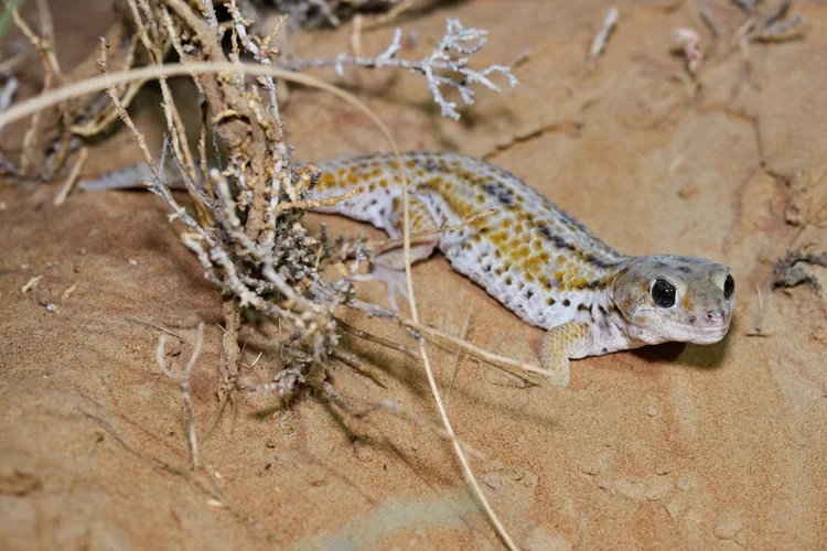 Keyserling’s Wonder Gecko