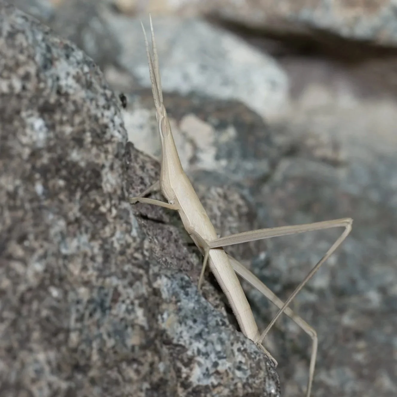 Long-headed Grasshopper \ Truxalis sp.