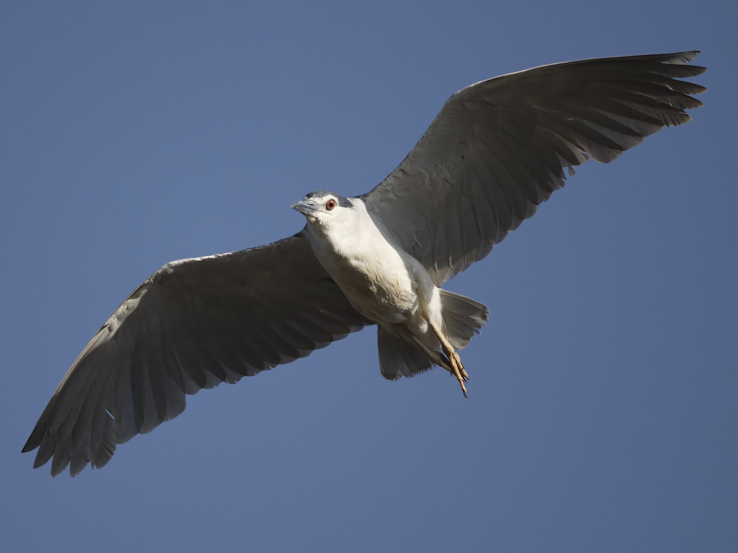 Z09_3585-Black-crowned Night Heron.jpeg