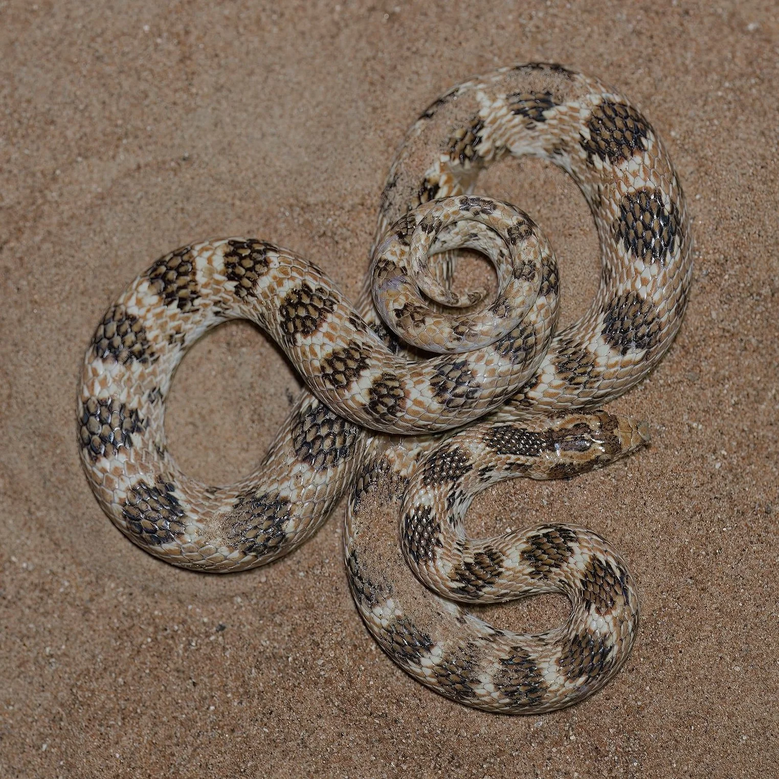 Crowned Leaf-nosed Snake (Lytorhynchus diadema)