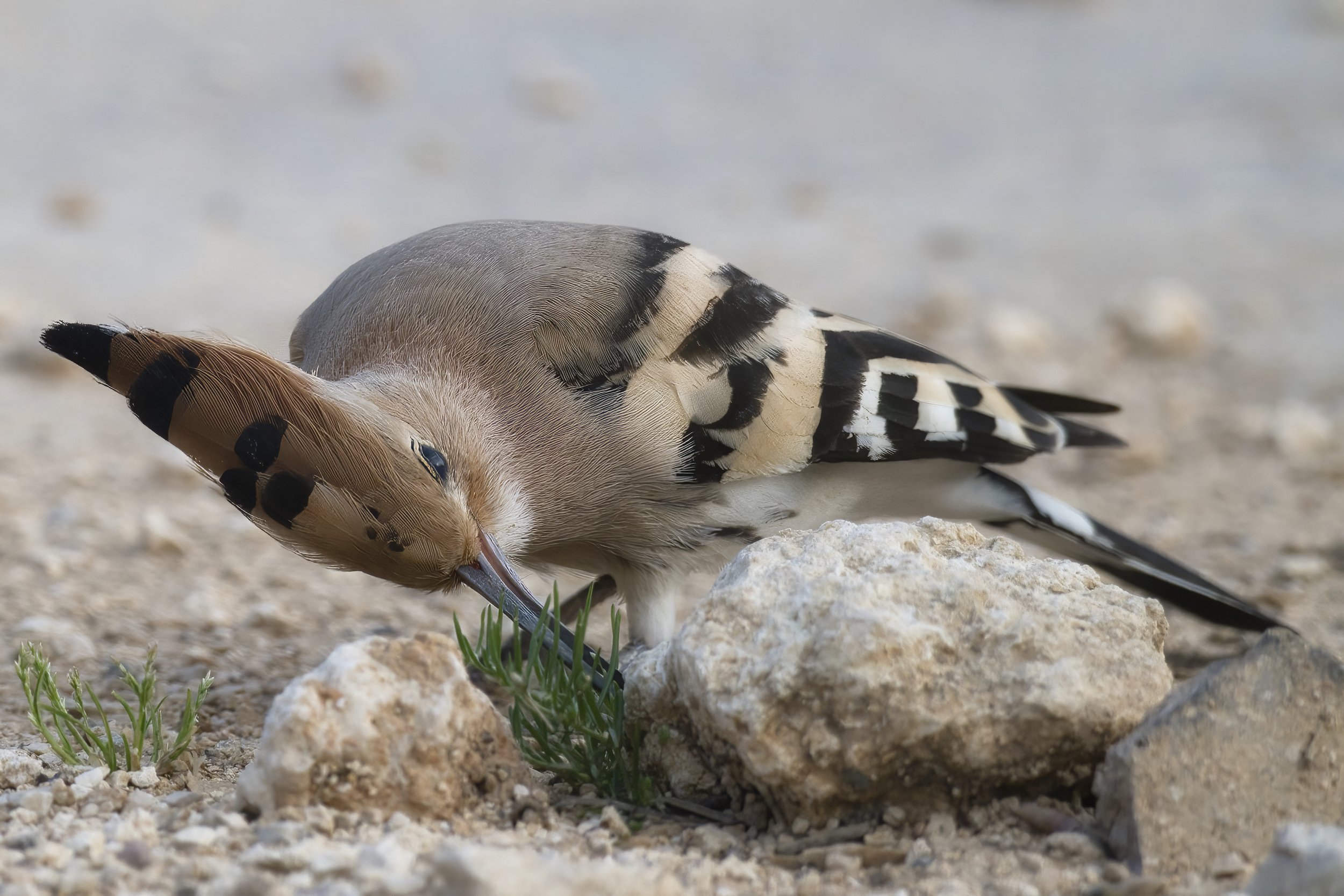 Lebanon Birds