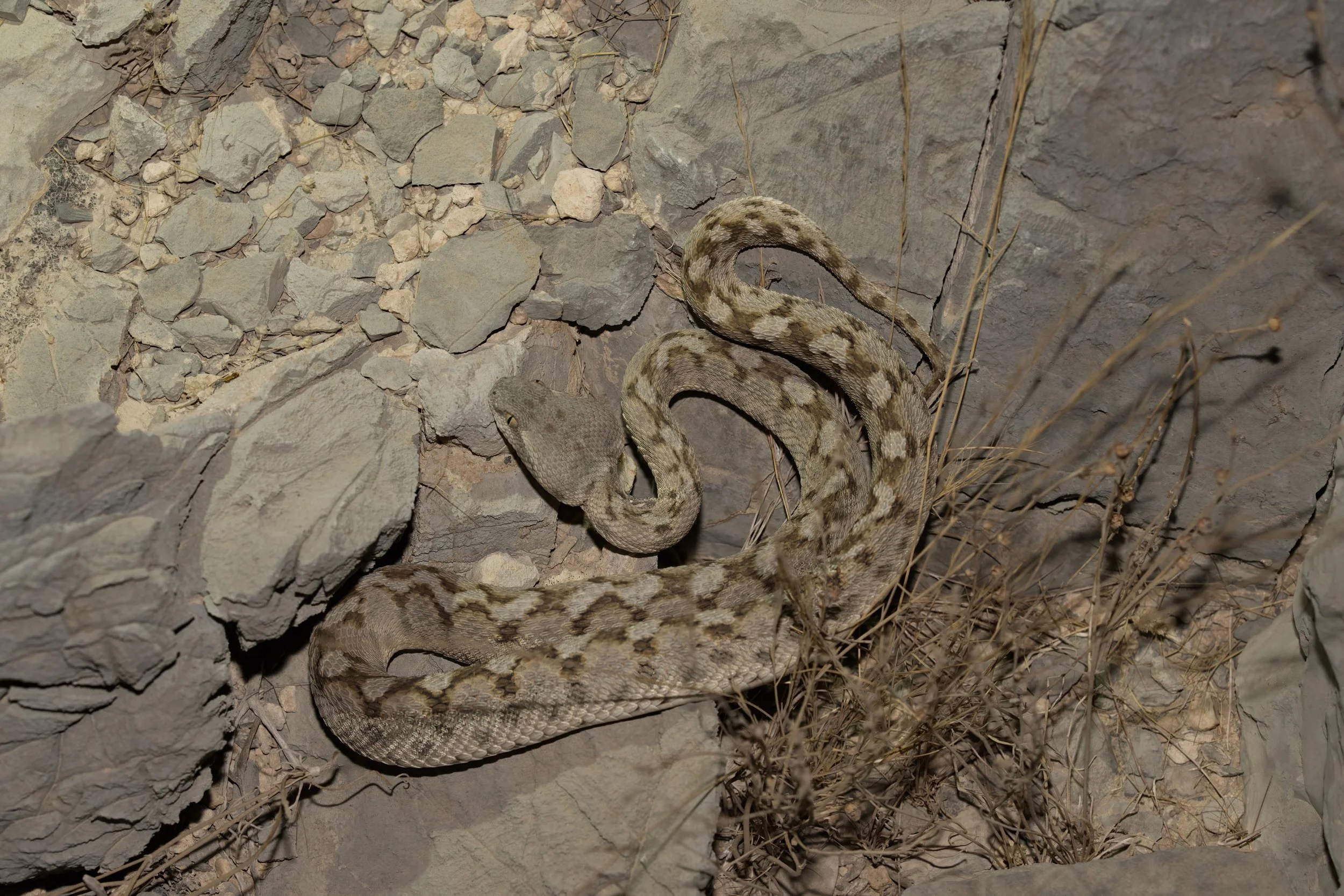 Hajar Saw-scaled Viper \ Echis omanensis