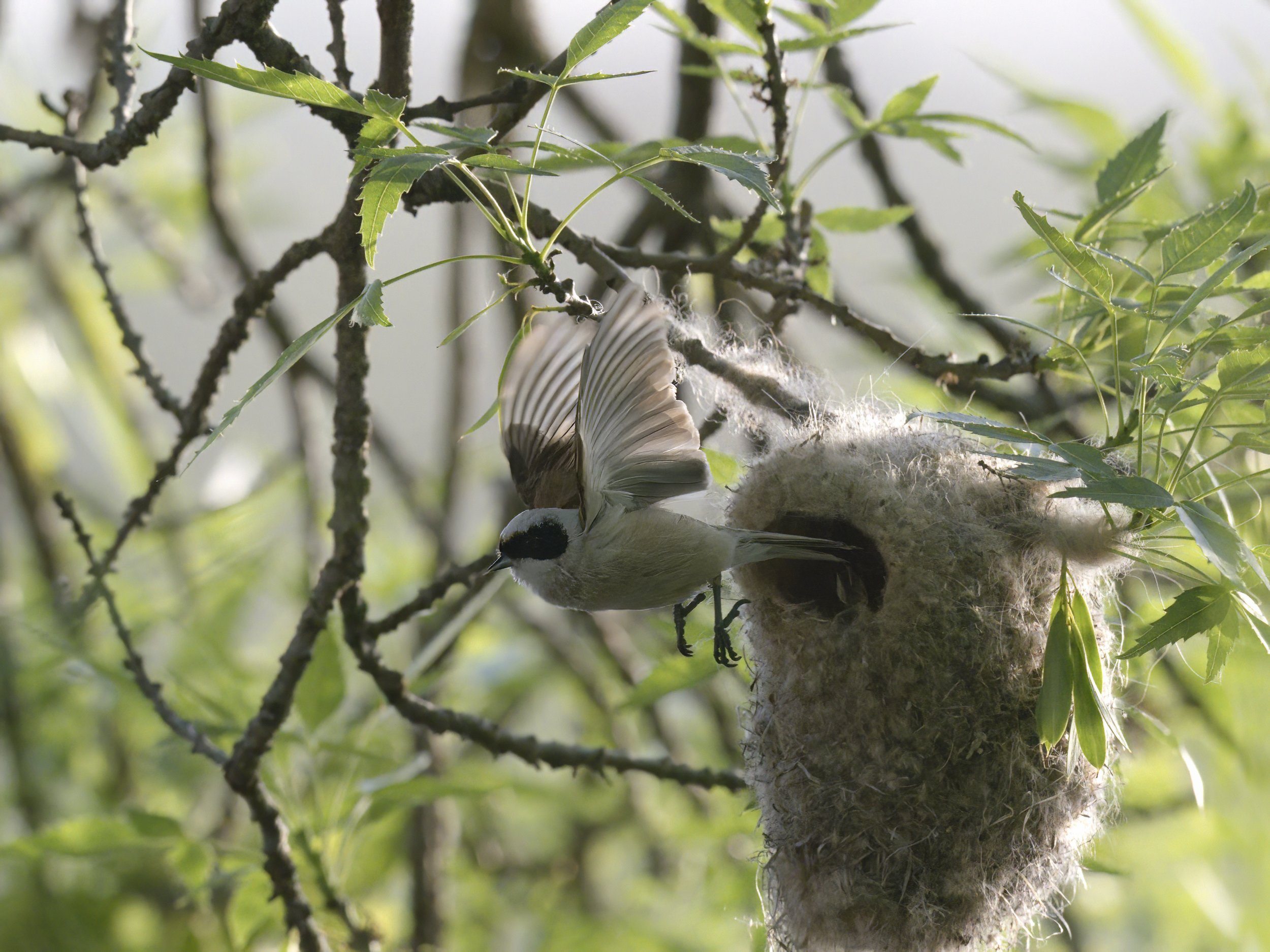 Birds nesting