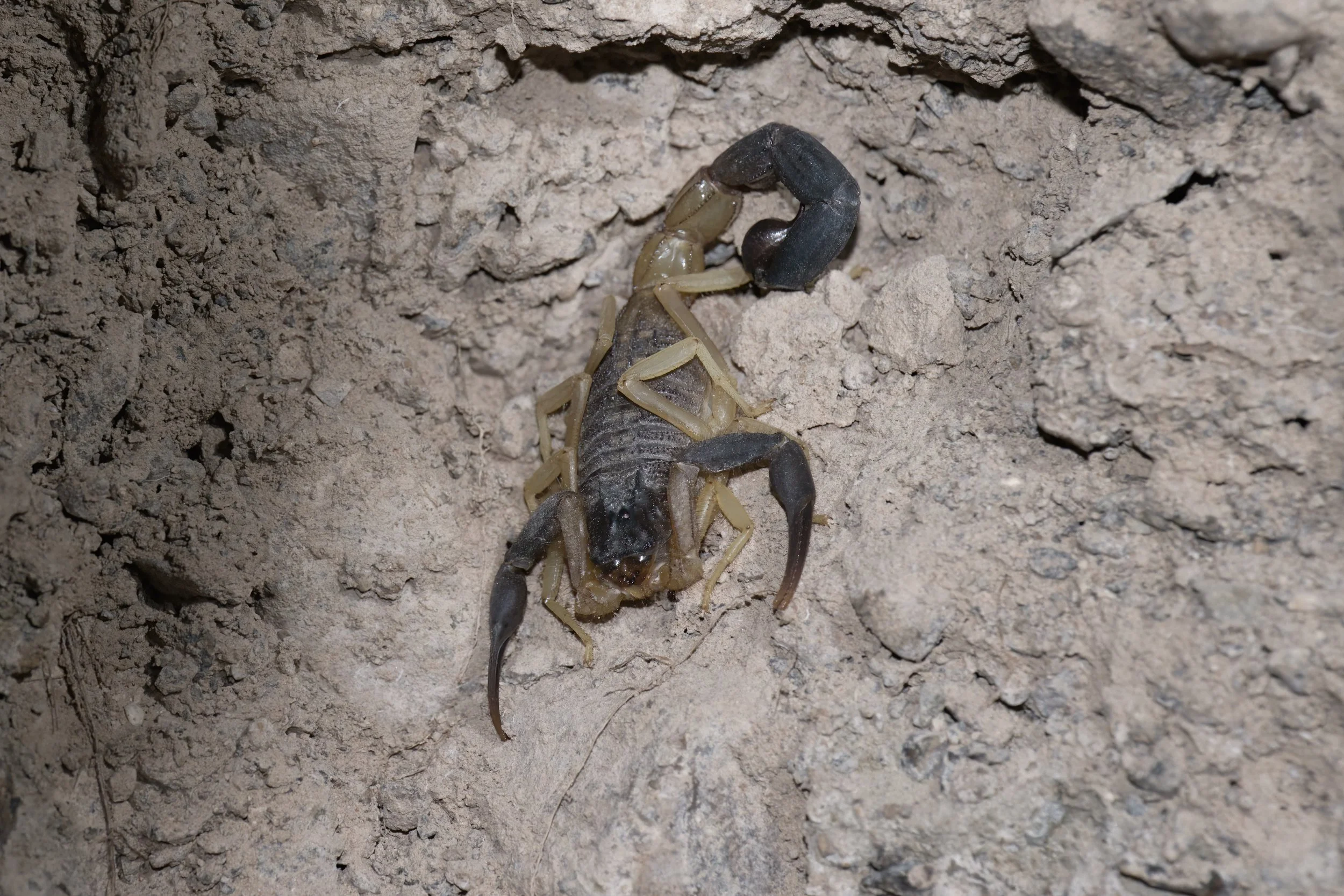 Jayakar’s scorpion (Hottentotta jayakari)