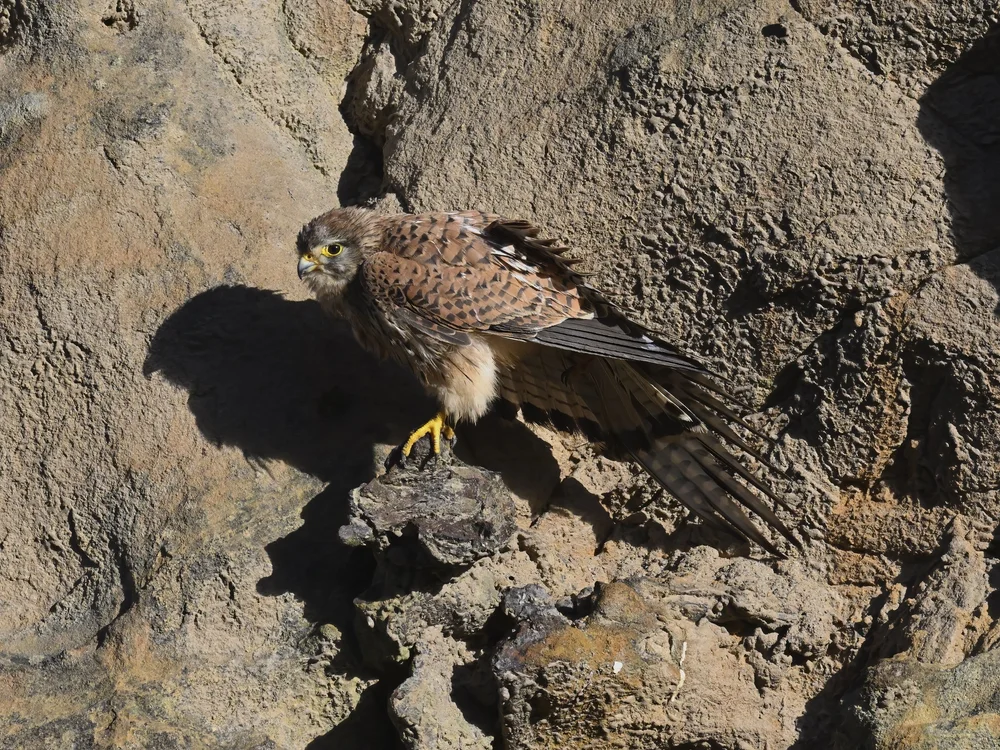 Eurasian Kestrel — best of the story
