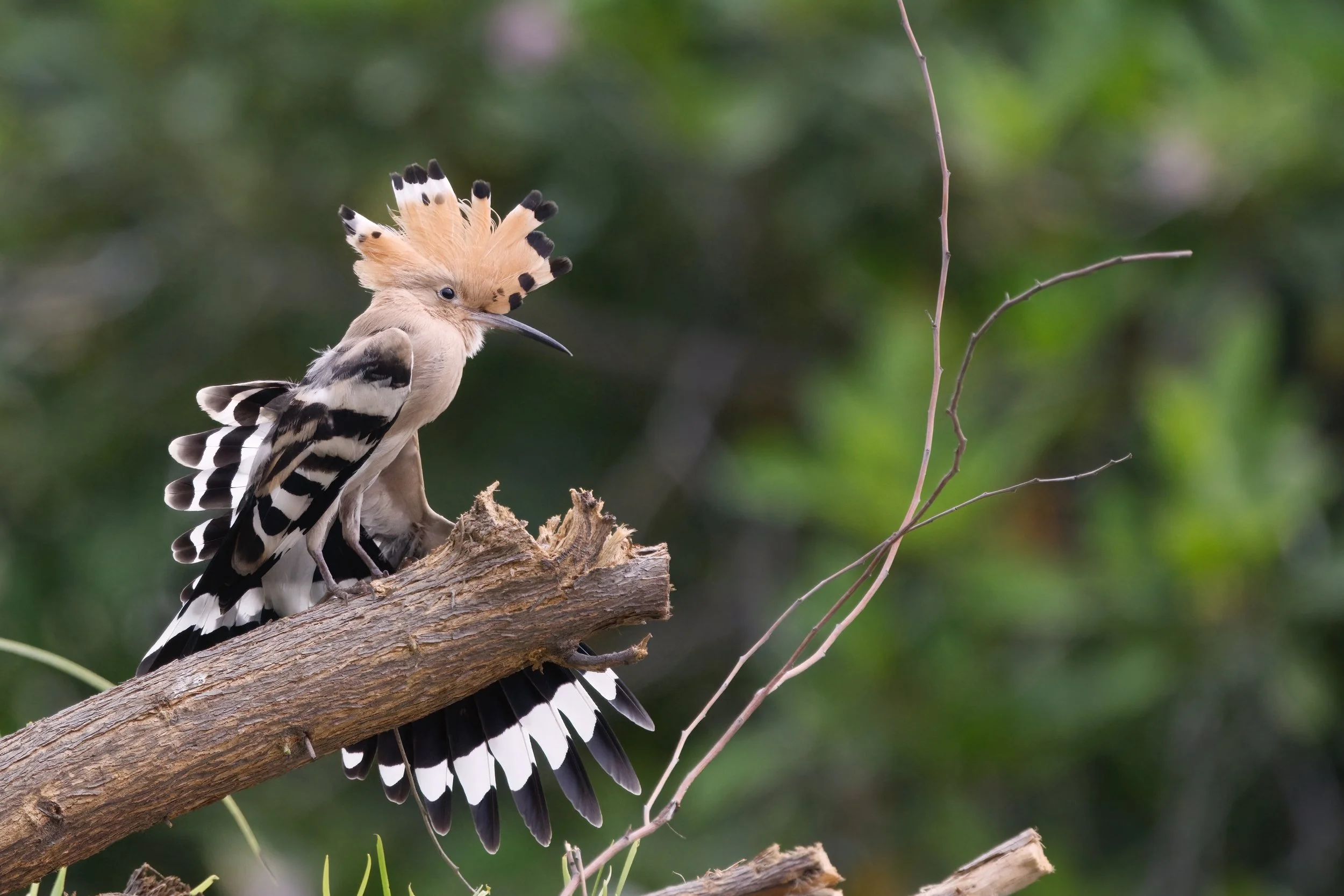 Eurasian Hoopoe (هدهد أوراسي)