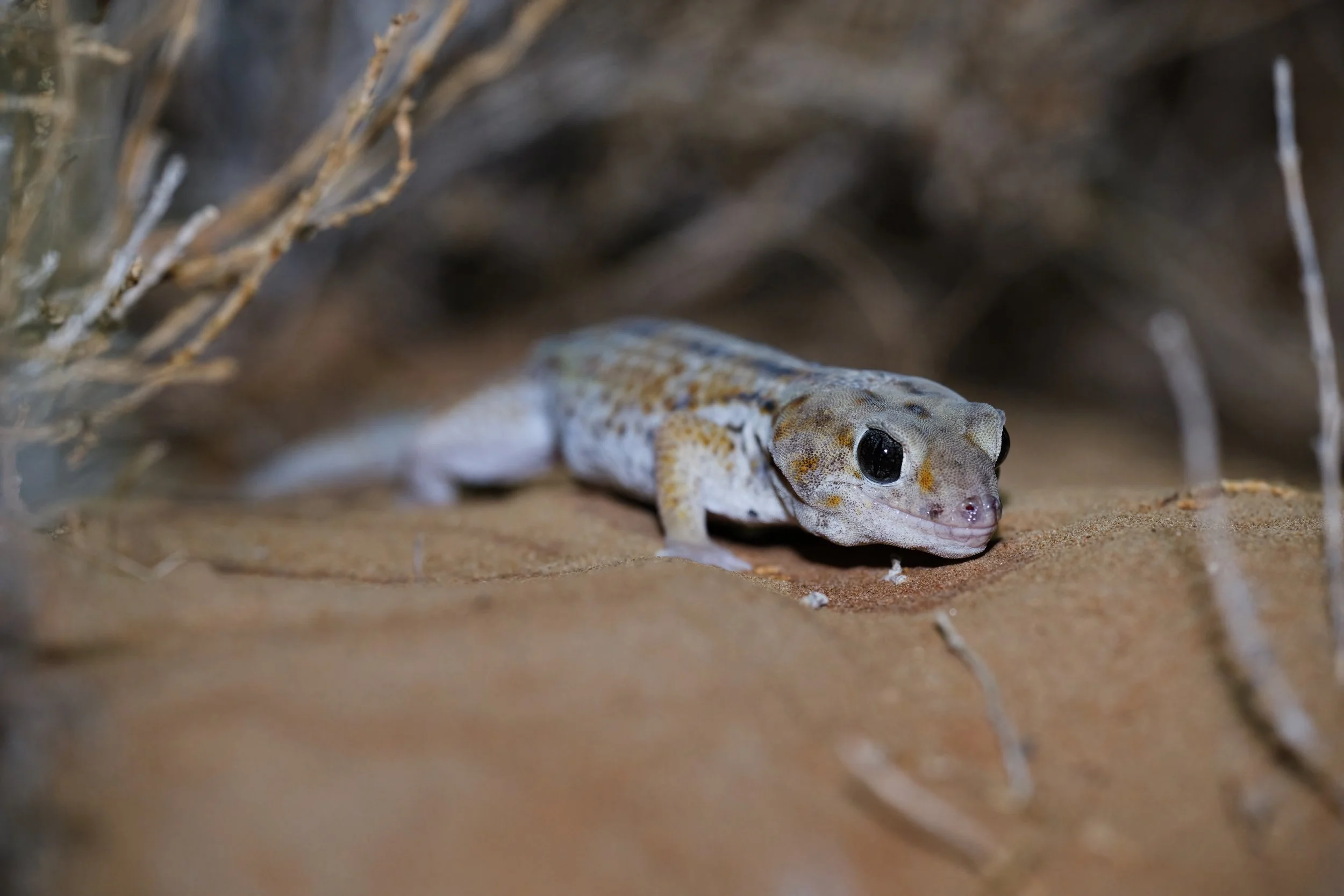 Close-up of a small gecko lizard on the ground, partially hidden under dried grass and twigs.