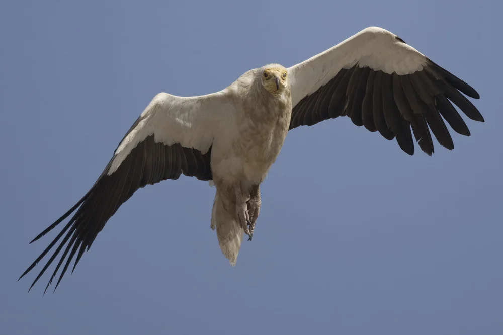 Egyptian Vulture in flight, UAE