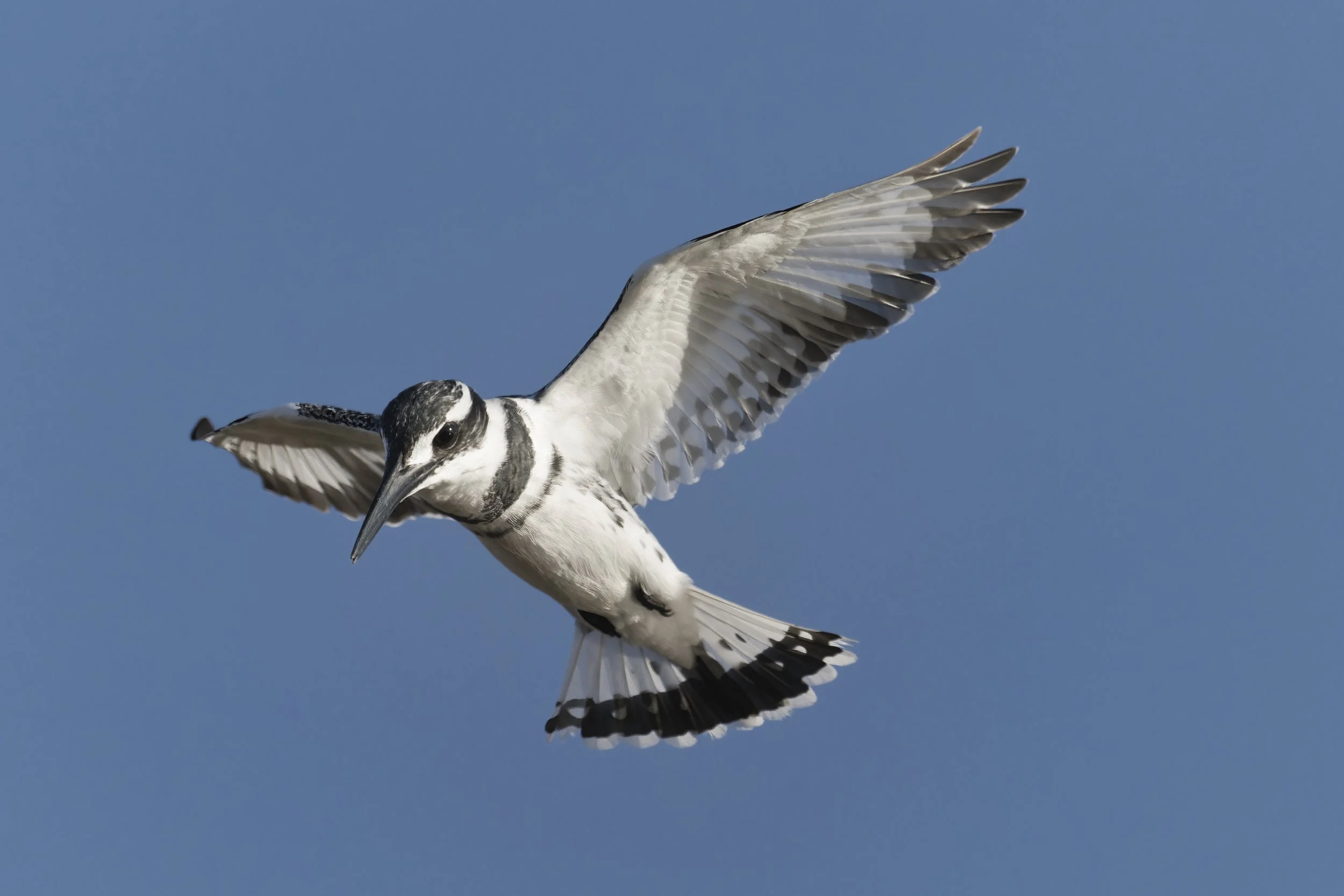 Best Birds watching Guide UAE