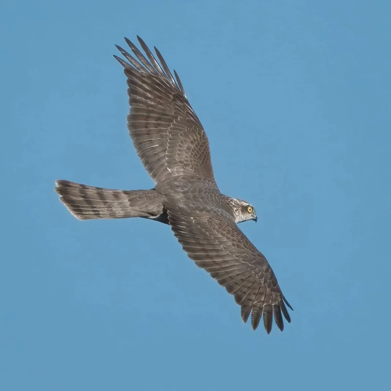 Eurasian Goshawk \ Accipiter gentilis