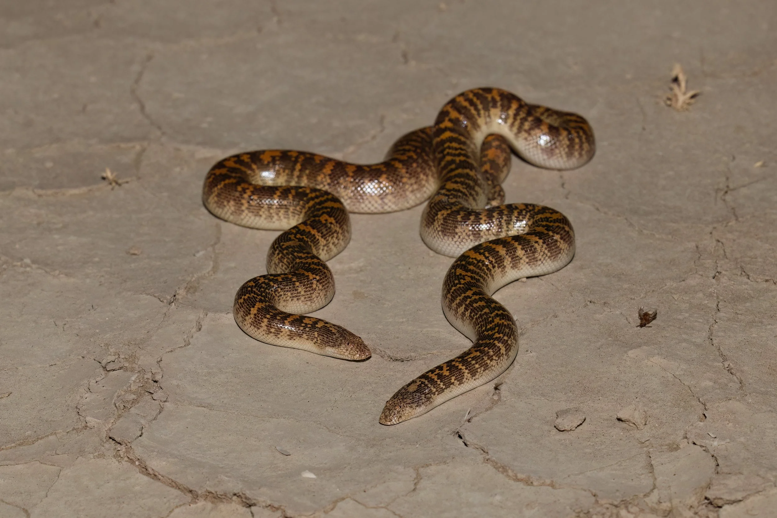 A snake with patterned brown, black, and beige scales on a cracked concrete surface.