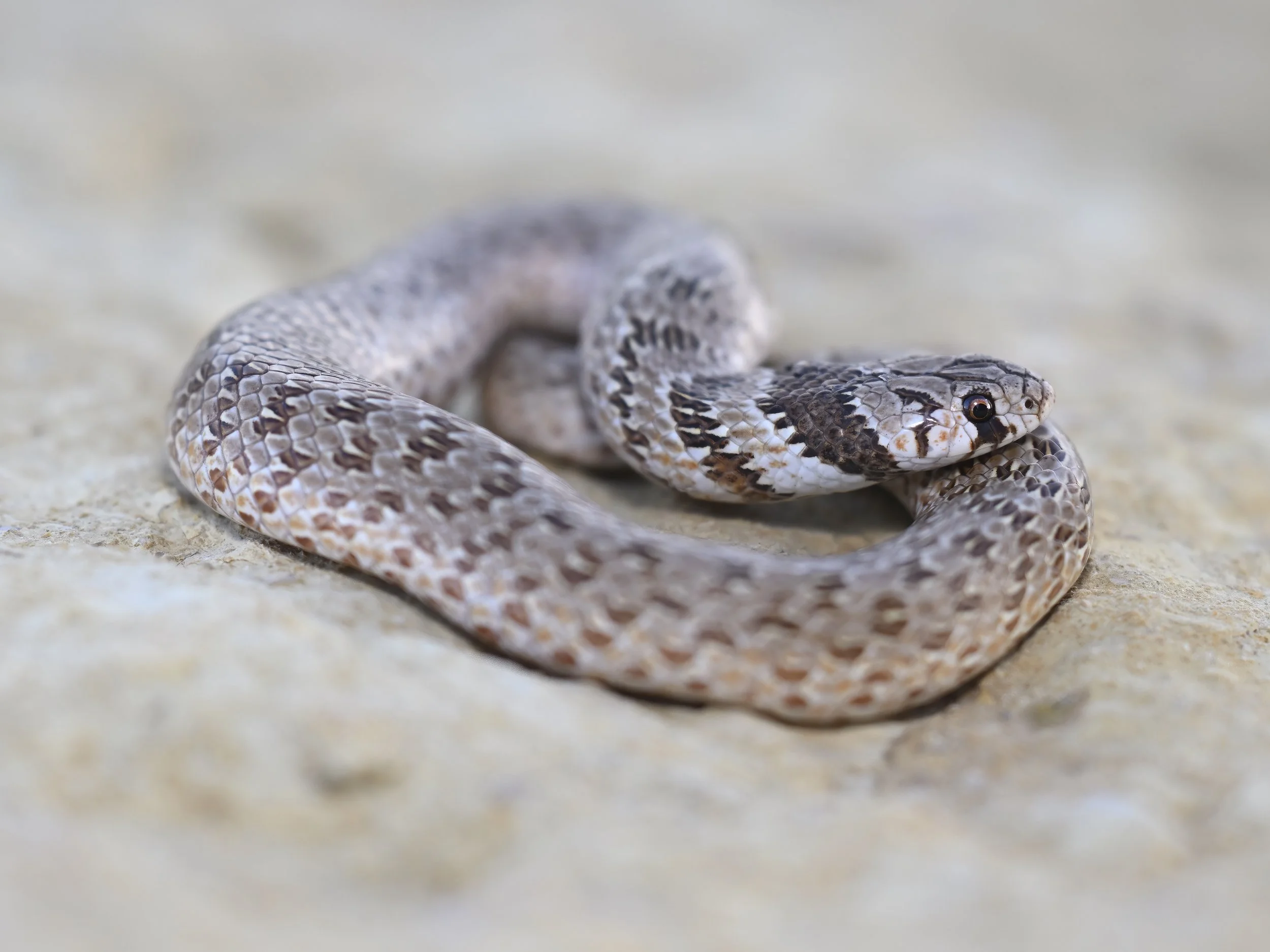 Spotted Line Dwarf Snake (الافعى القزمة المقلمة) \ Eirenis lineomaculatus