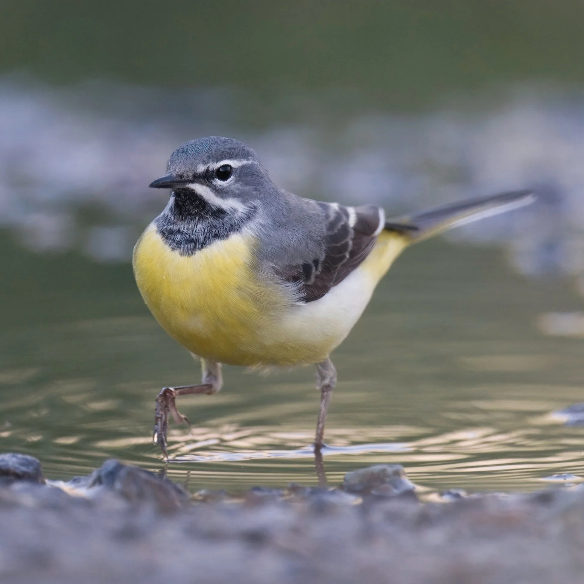 Grey Wagtail (Motacilla cinerea)