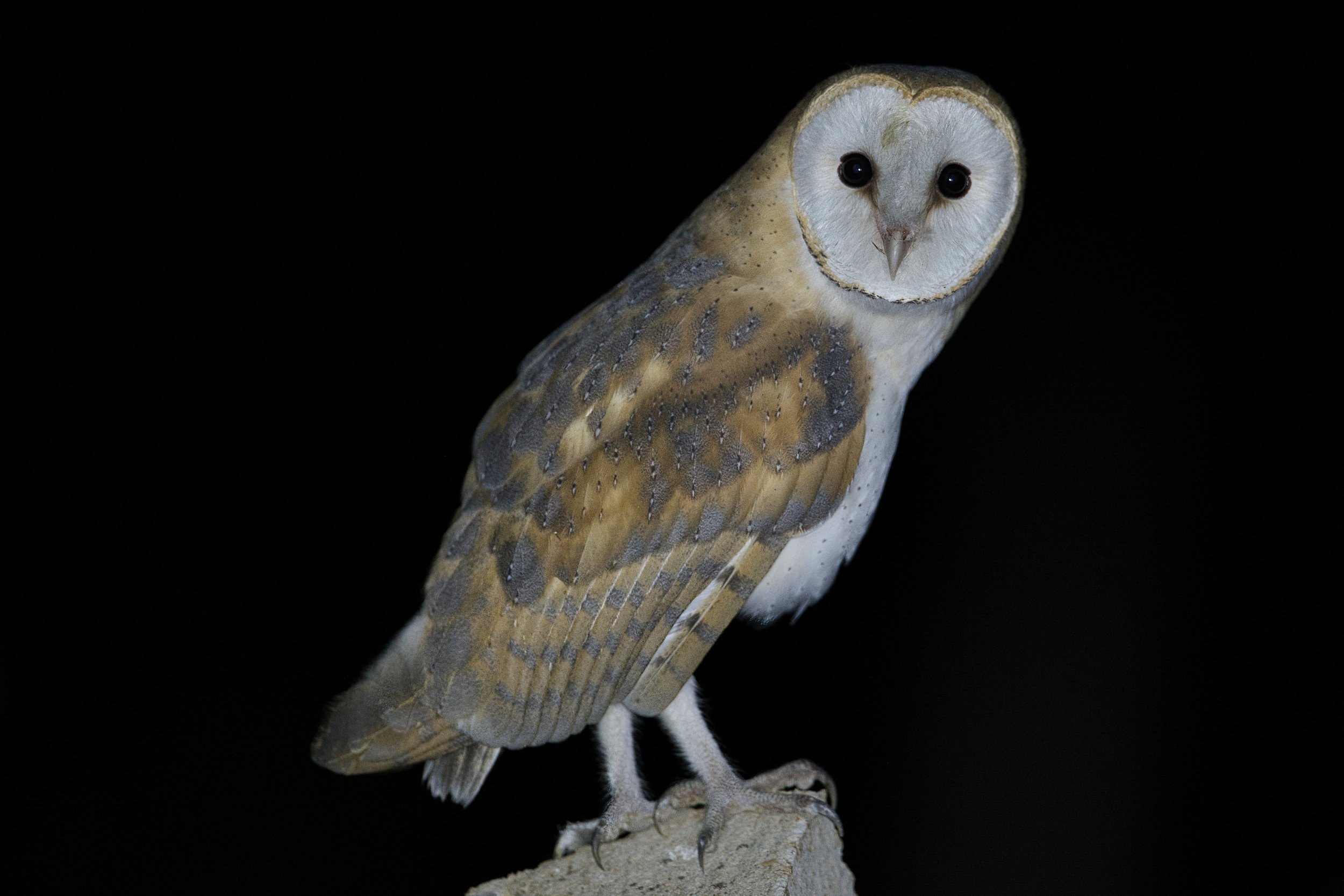 Barn Owl (Tyto alba)
