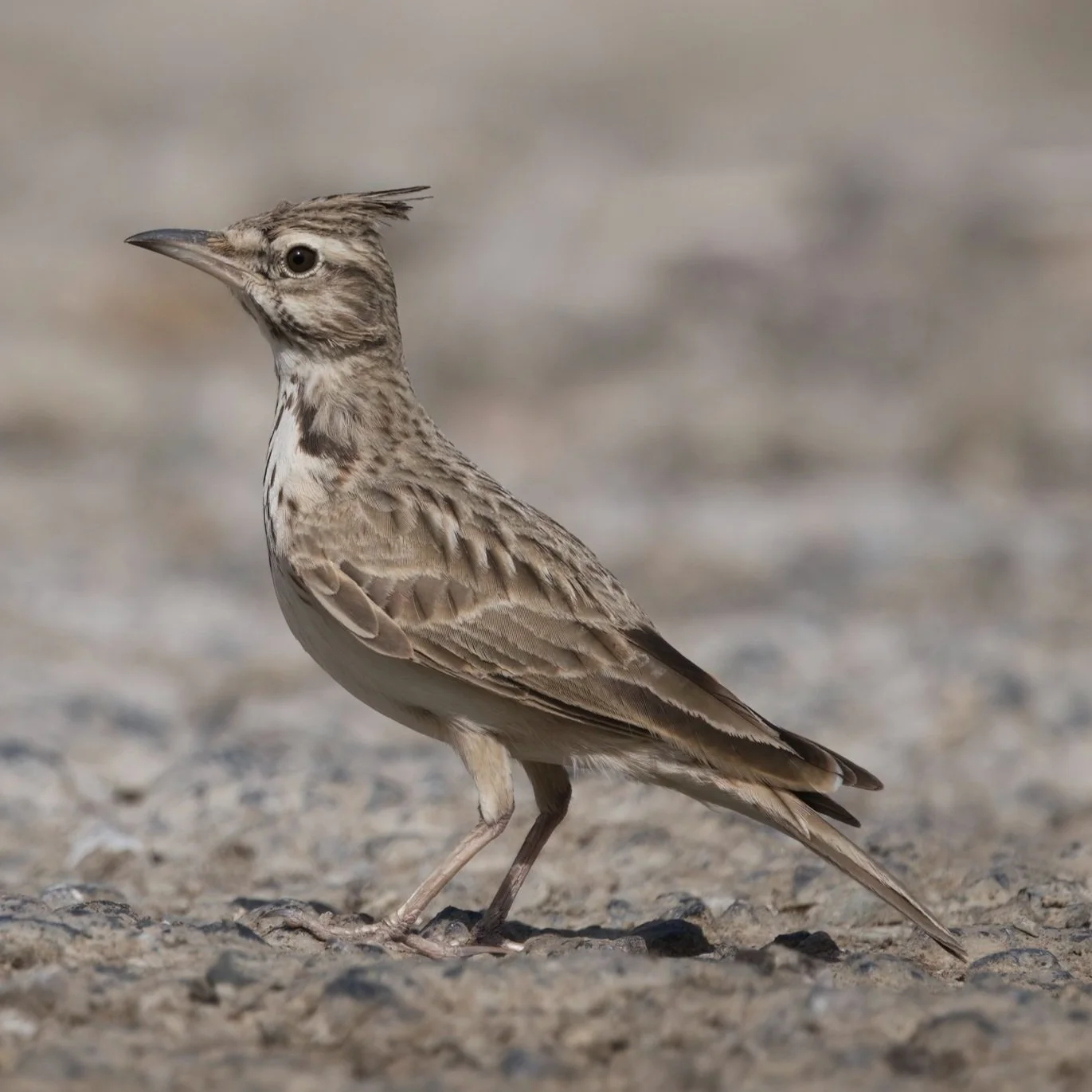 Crested Lark (Galerida cristata)