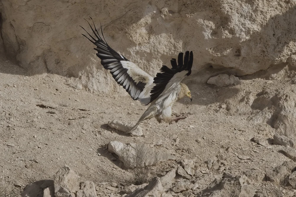 Egyptian Vulture Colony Jebel Hafeet UAE