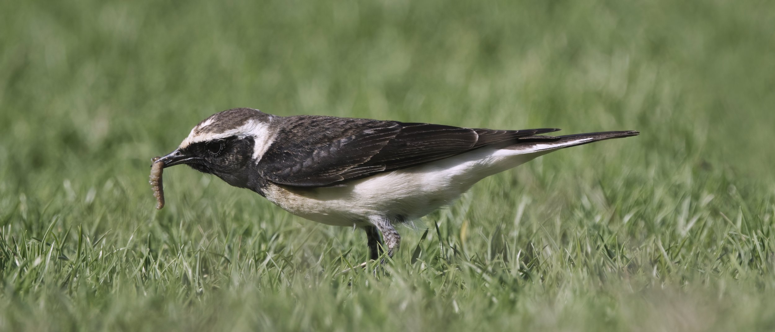Pied Wheatear / Oenanthe pleschanka