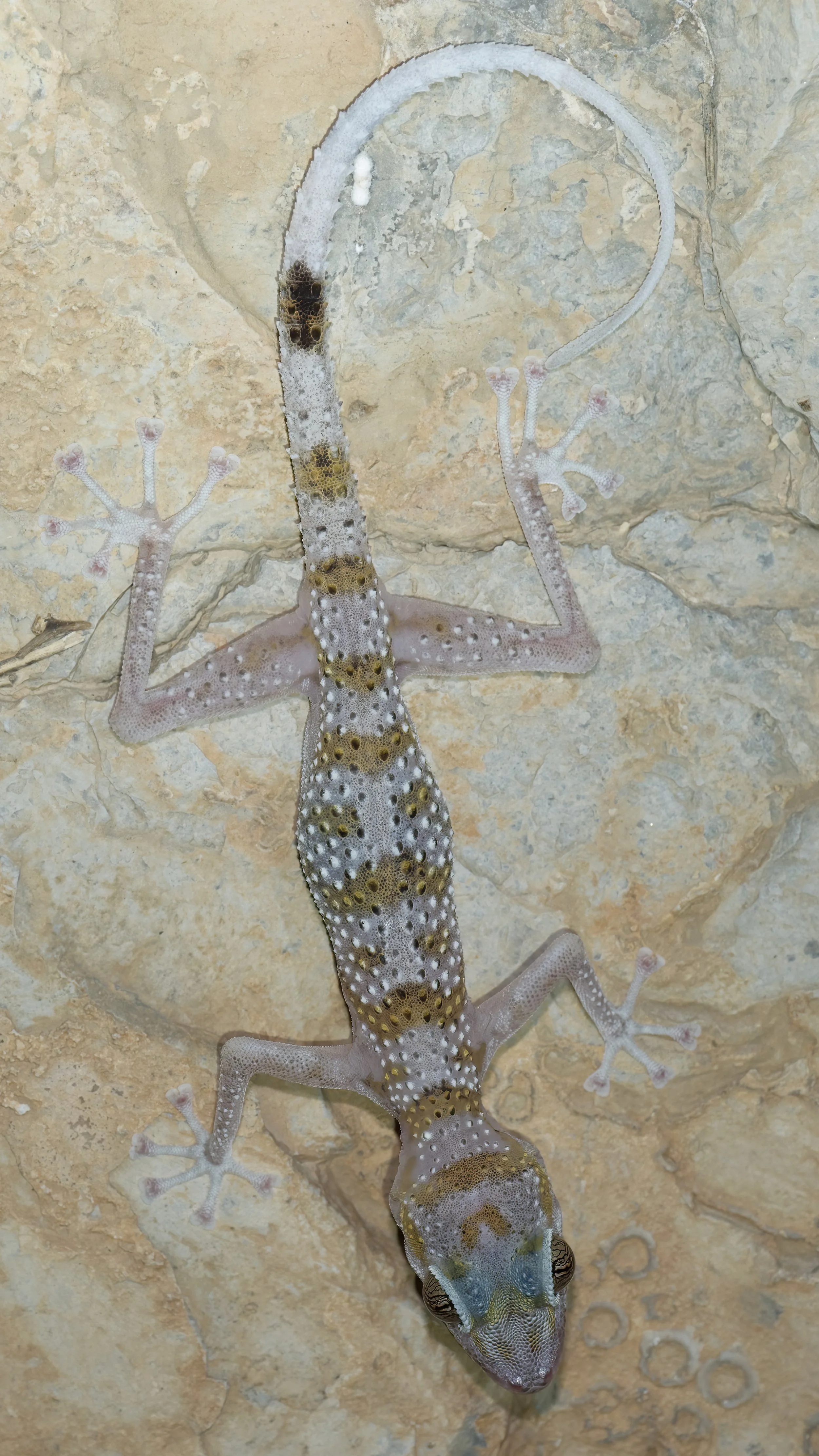 Hajar Mountain range endemic reptiles