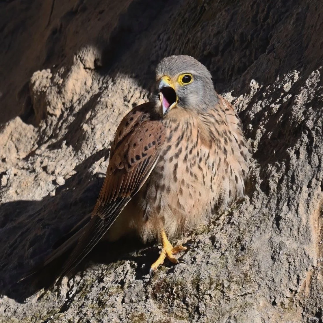 Birds in Lebanon (Falco tinnunculus)