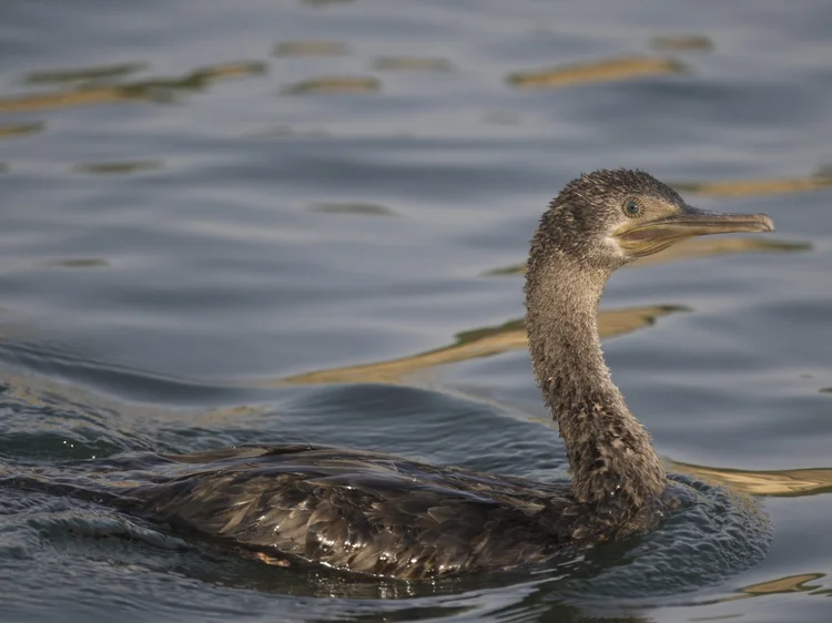 A Socotra Cormorant