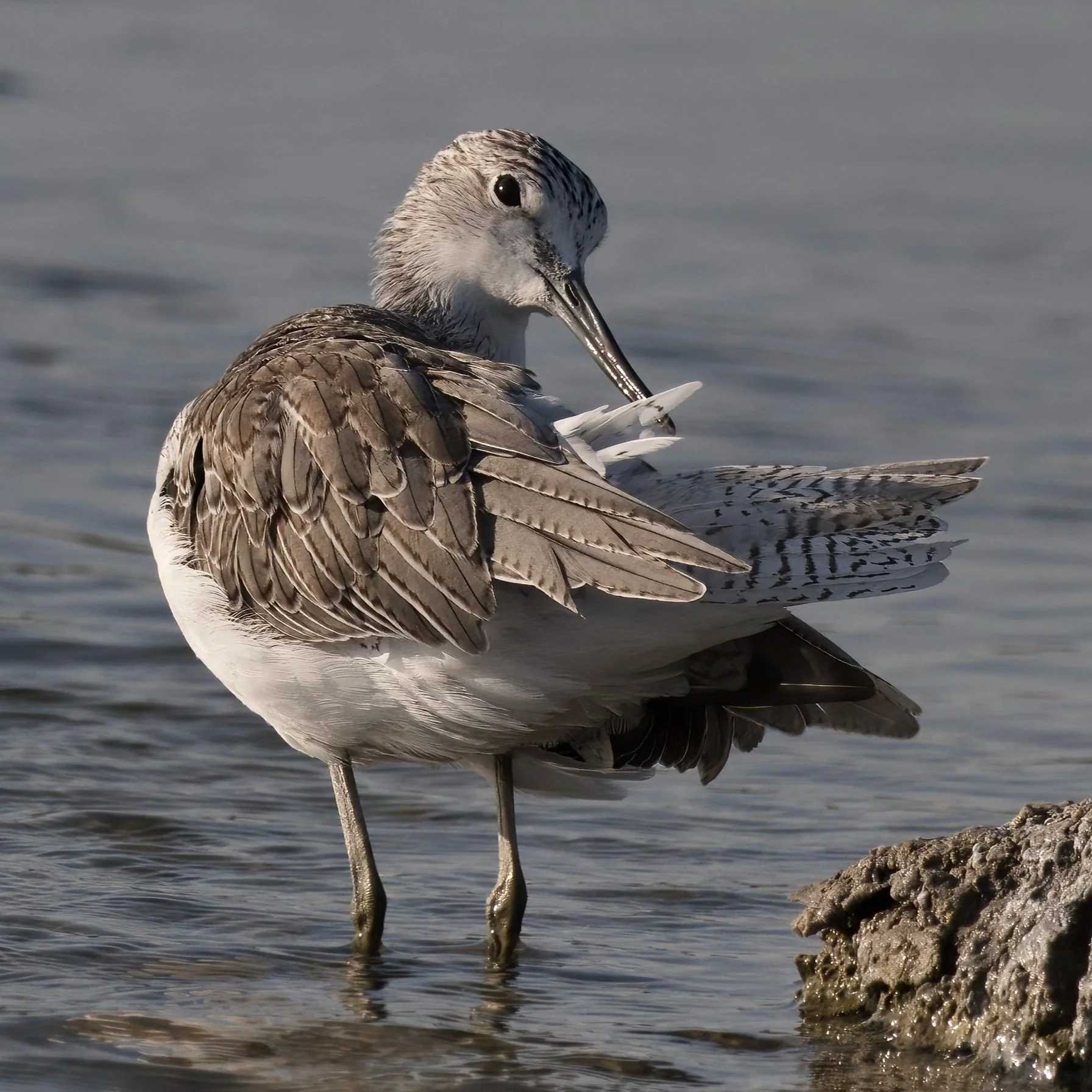 Common Greenshank (Tringa nebularia)