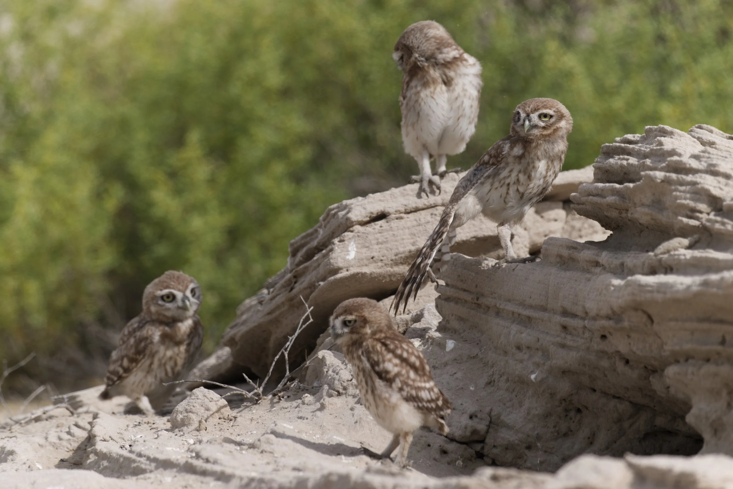 _Z094561 Little Owl.jpeg