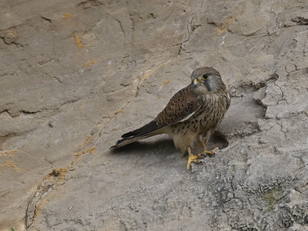 Eurasian Kestrel — Eurasian Kestrel Closeups
