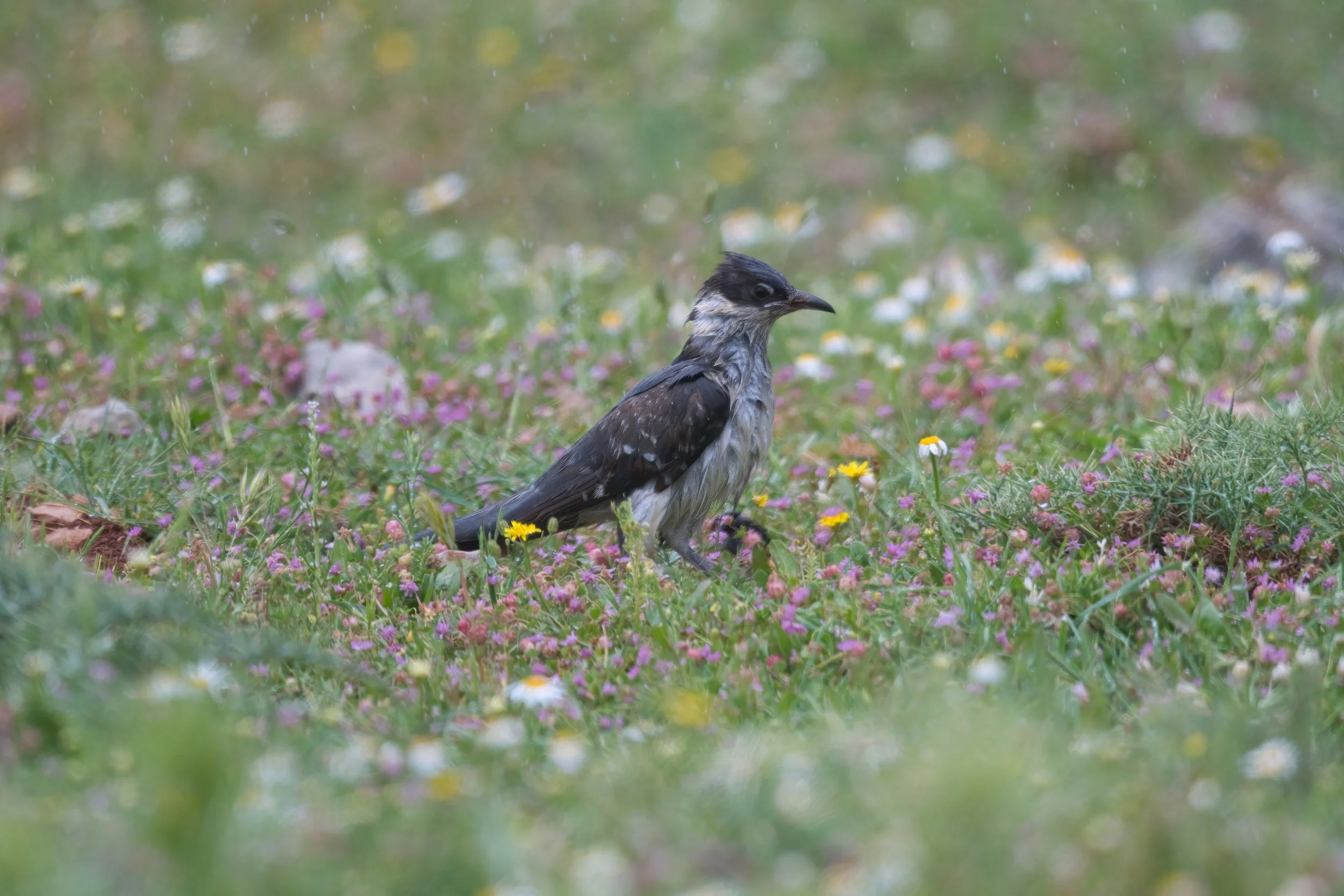 Great spotted cuckoo 850_1850.jpeg