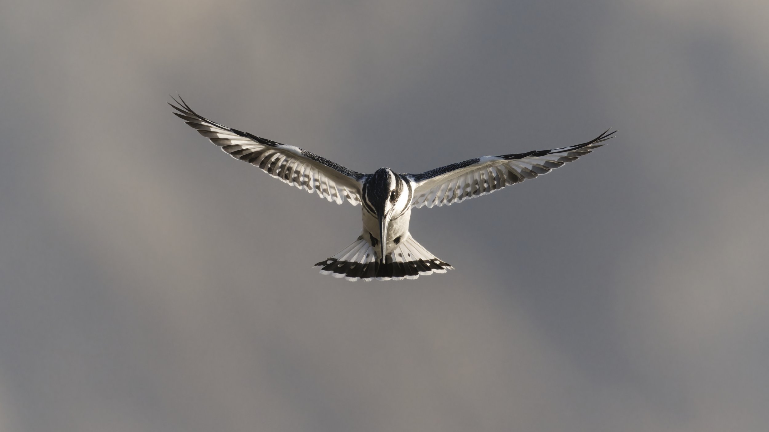 Best Birds watching Guide UAE