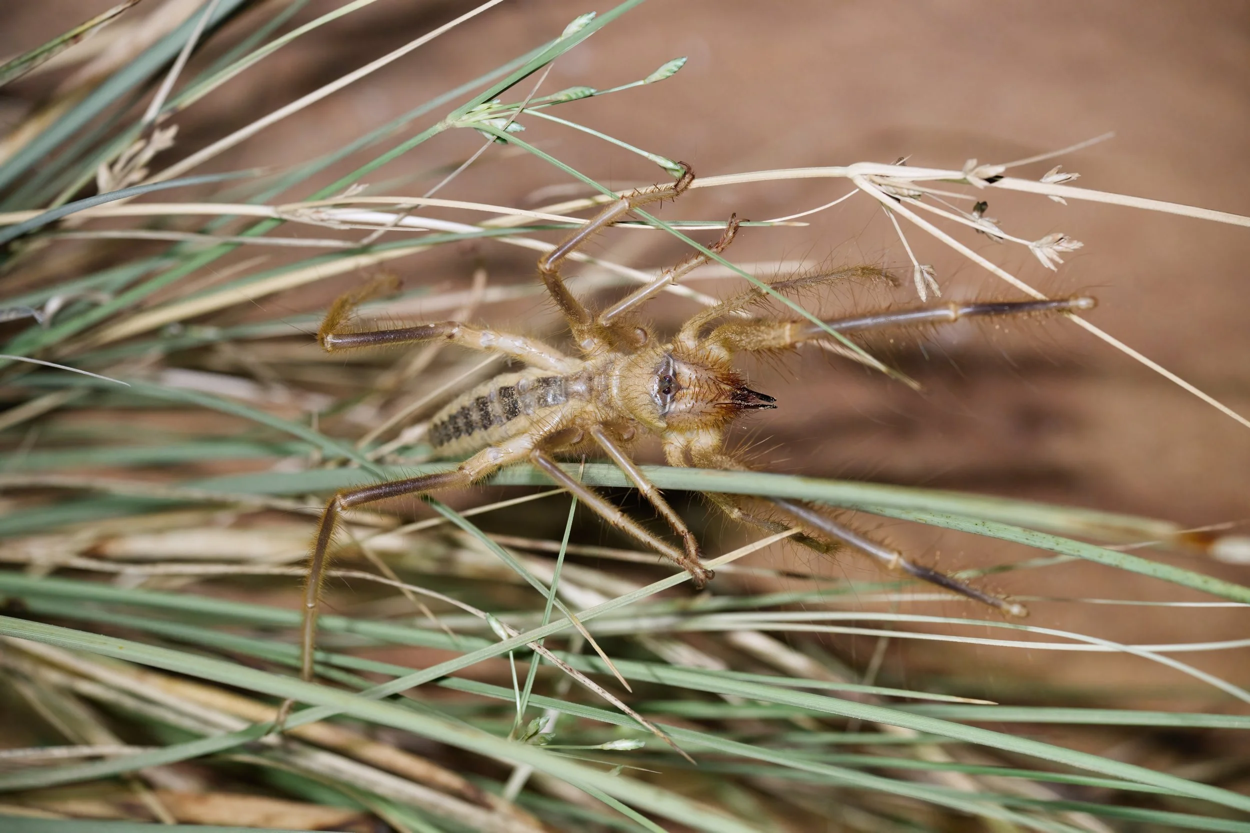 A close-up of a spider eating a grasshopper among dry grass.
