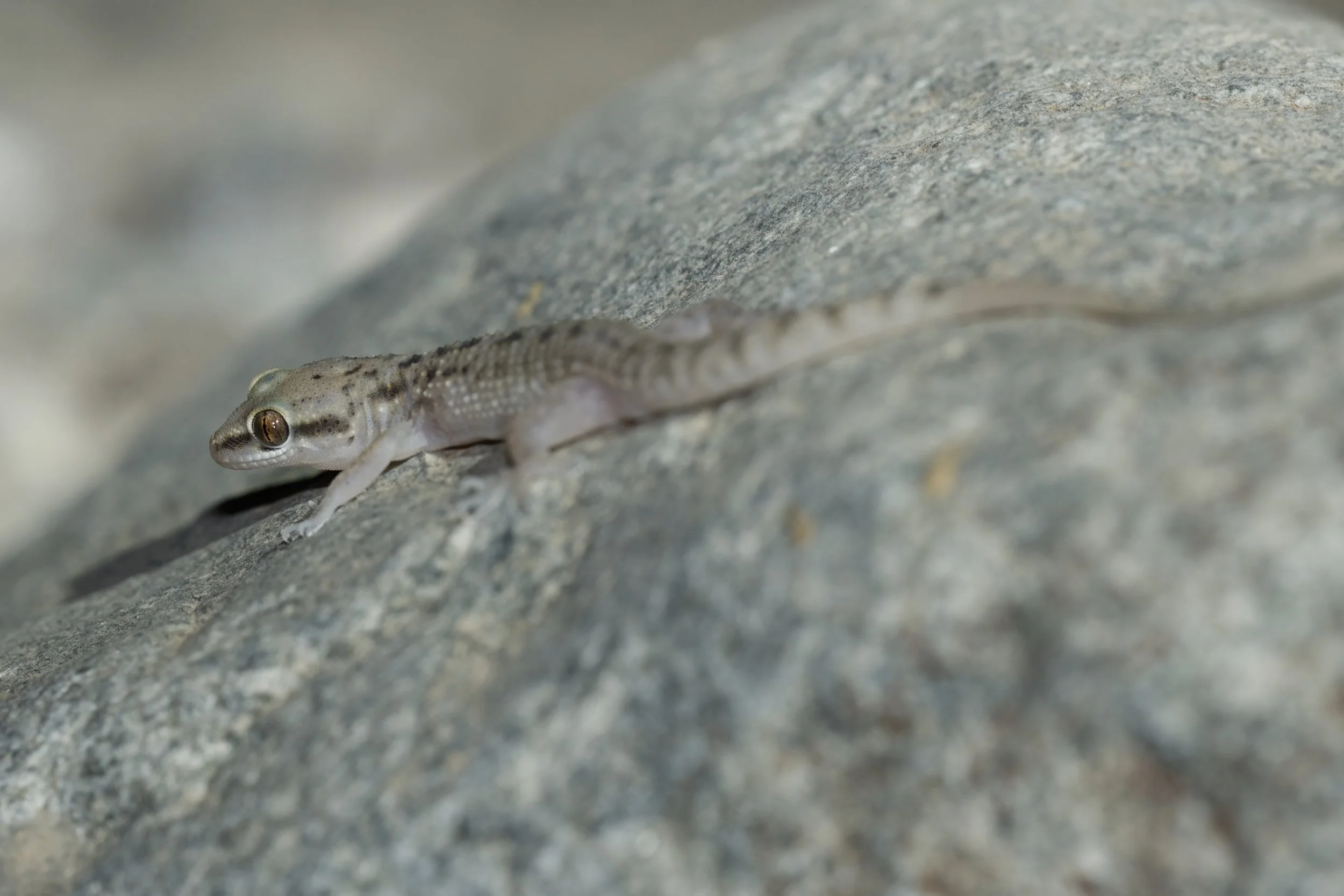 Red Sea House Gecko \ Hemidactylus robustus
