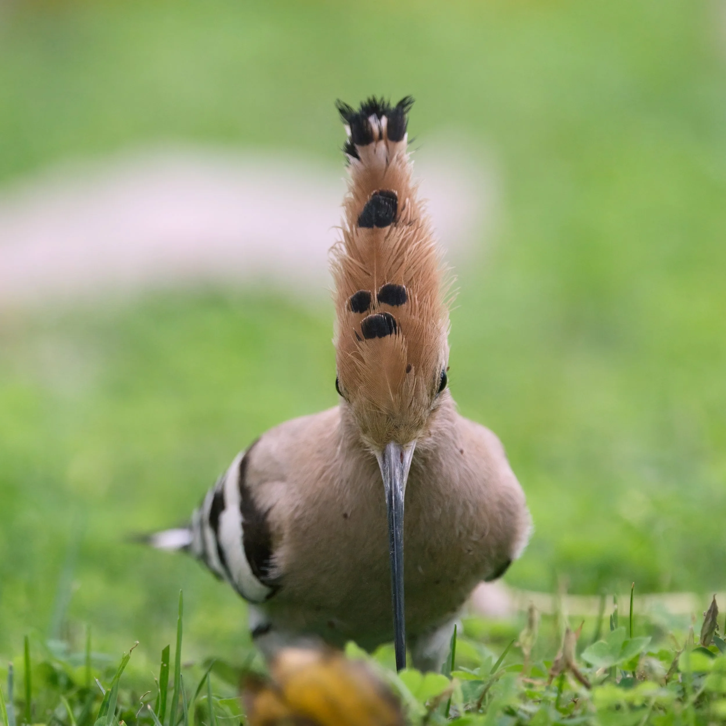Eurasian Hoopoe (هدهد أوراسي)