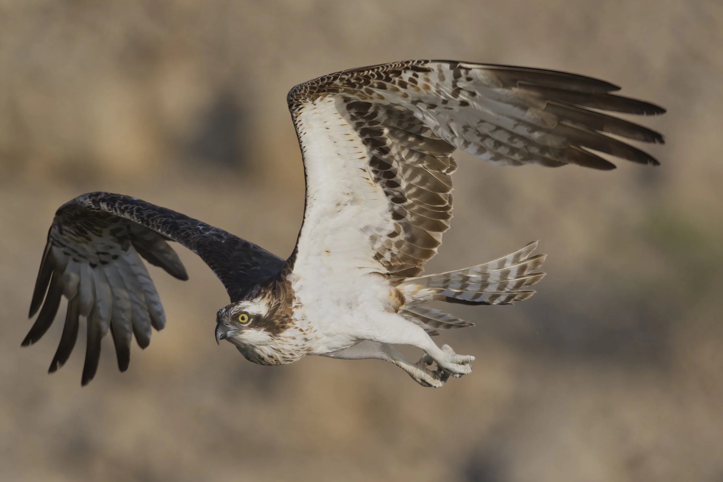 Birds photography trips UAE
