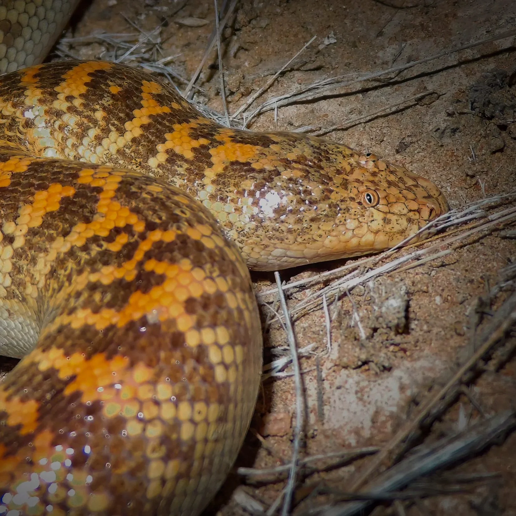 Arabian Sand Boa \ Eryx jayakari