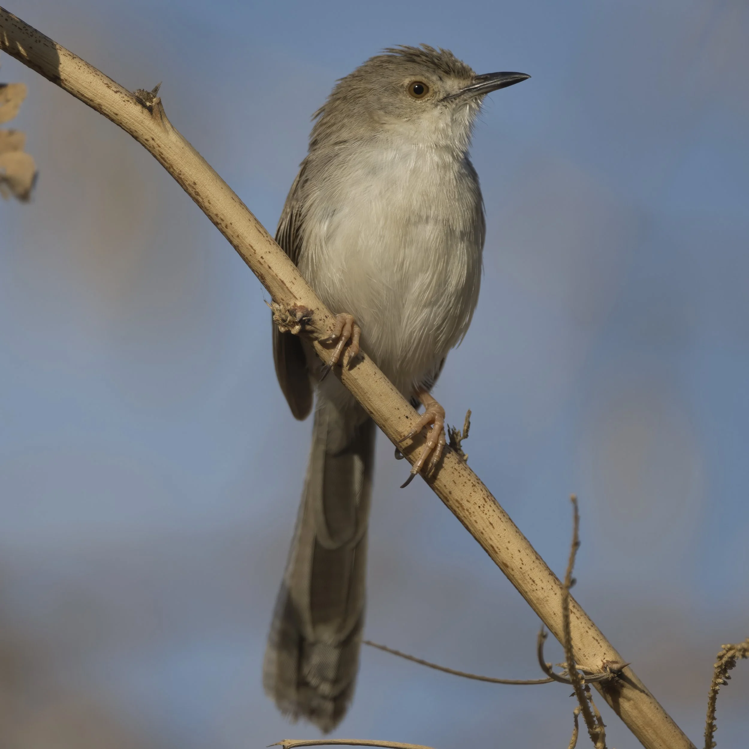 Delicate Prinia (Prinia gracilis lepida)