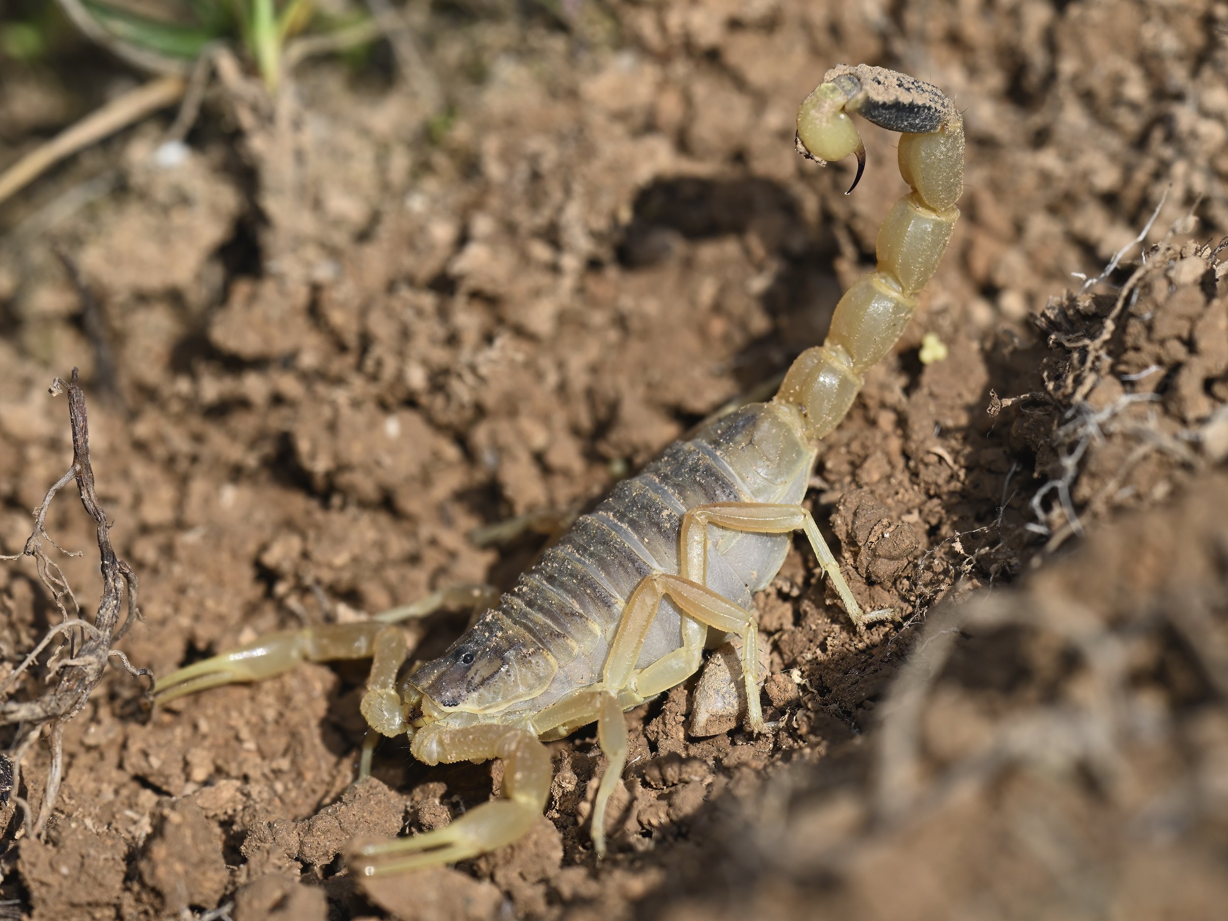 Deathstalker Scorpion (Leiurus abdullahbayrami)