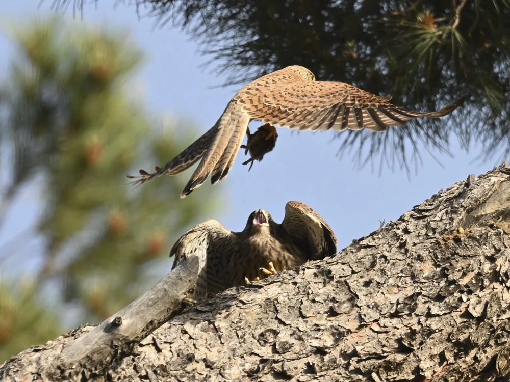 Eurasian Kestrel — best of the story