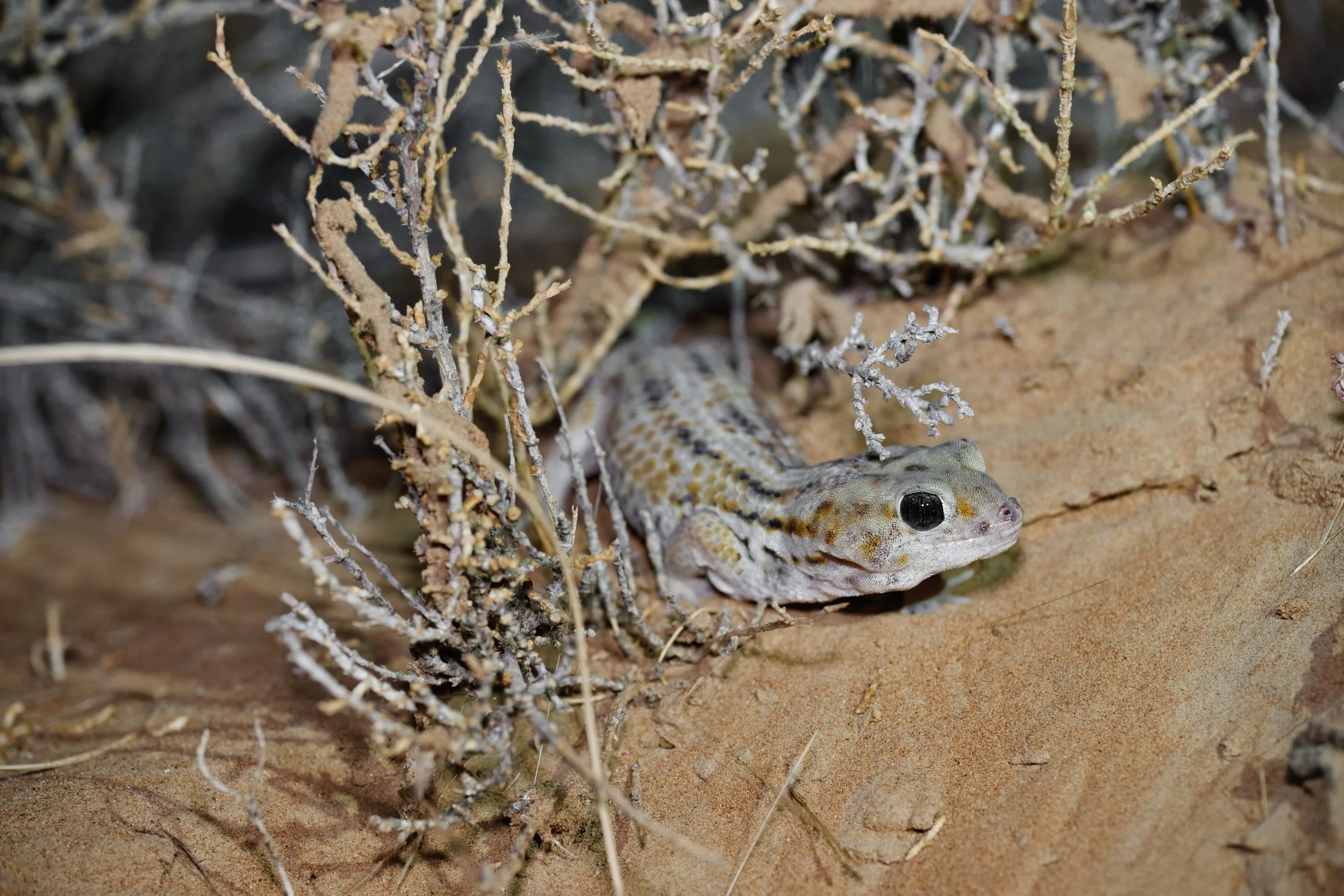 A small desert lizard partially hidden among dry twigs and sand in a desert environment.