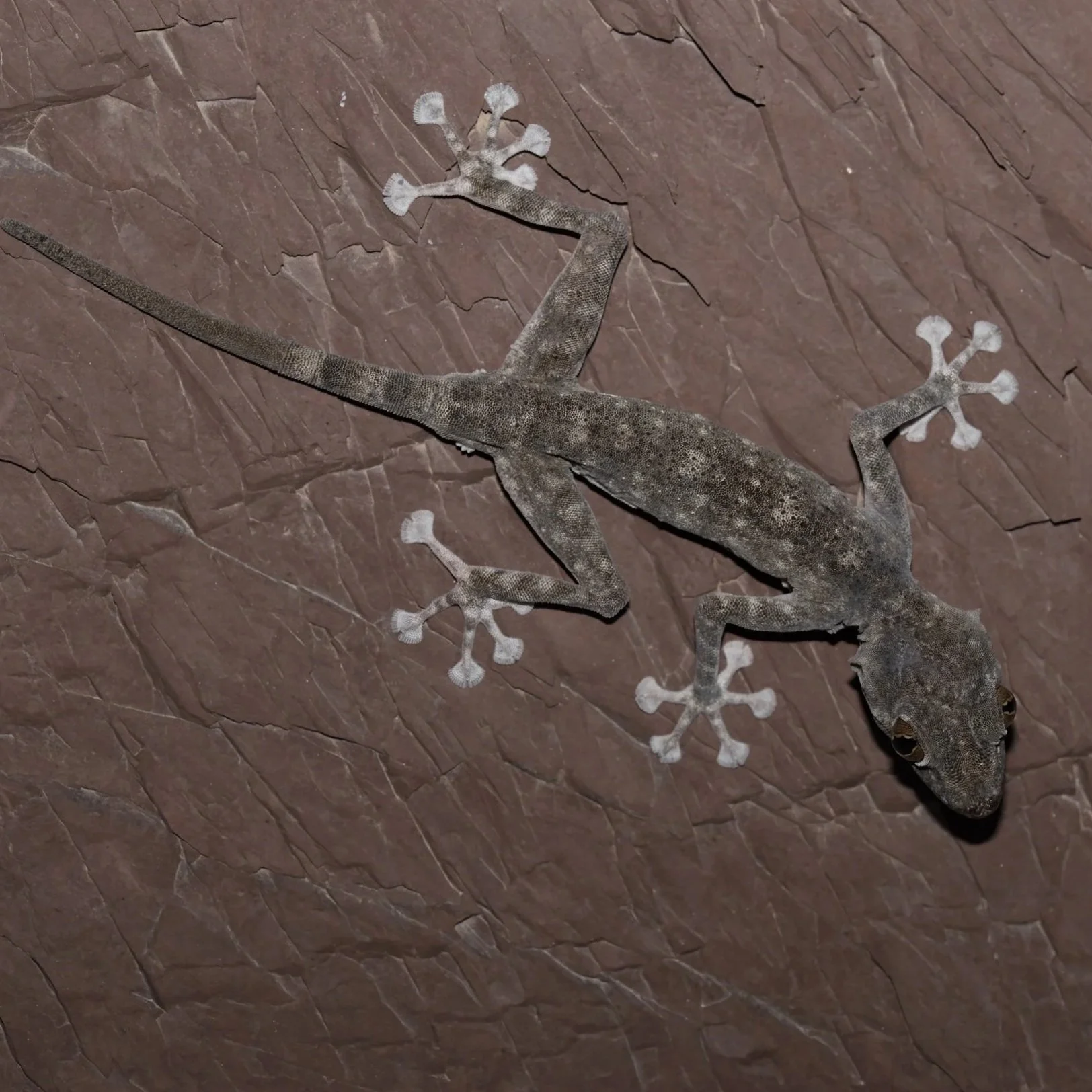 Orlov’s Fan-footed Gecko ( Ptyodactylus orlovi ) Gecko,UAE 