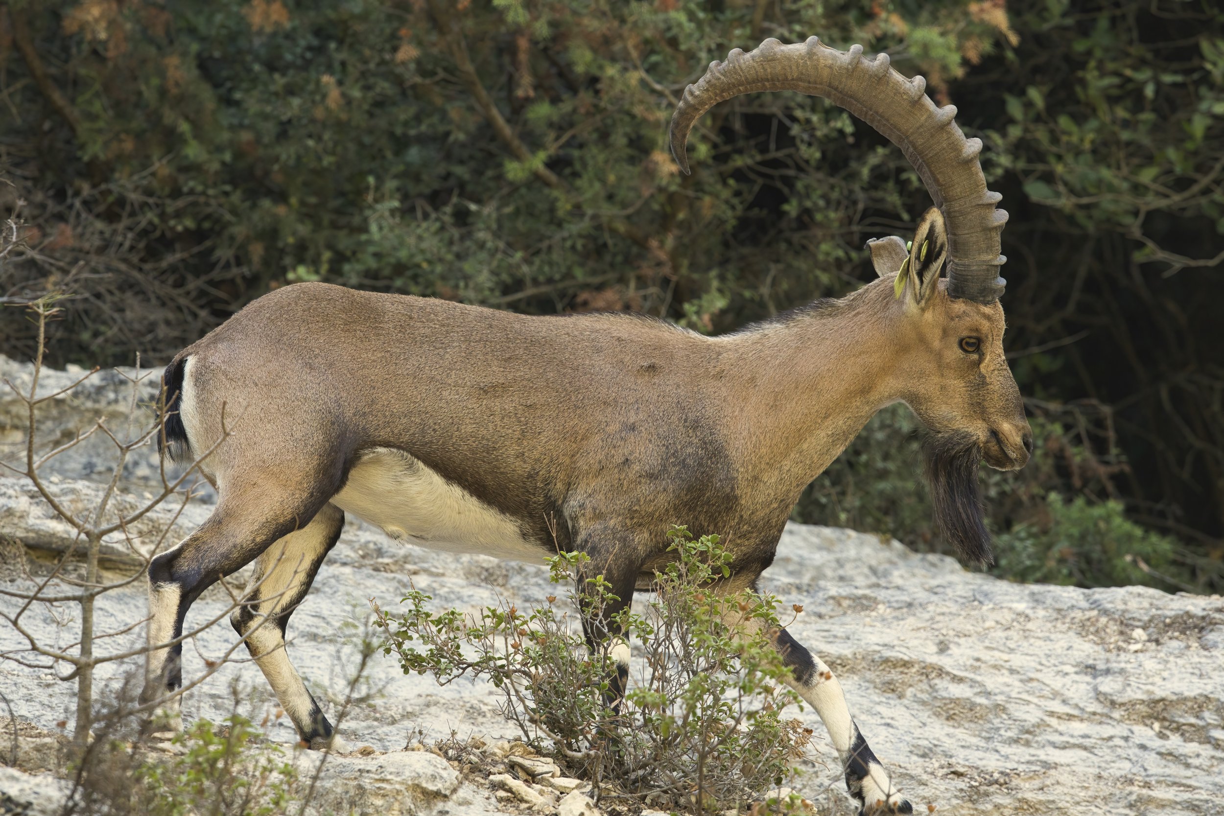 Wildlife photography lebanon