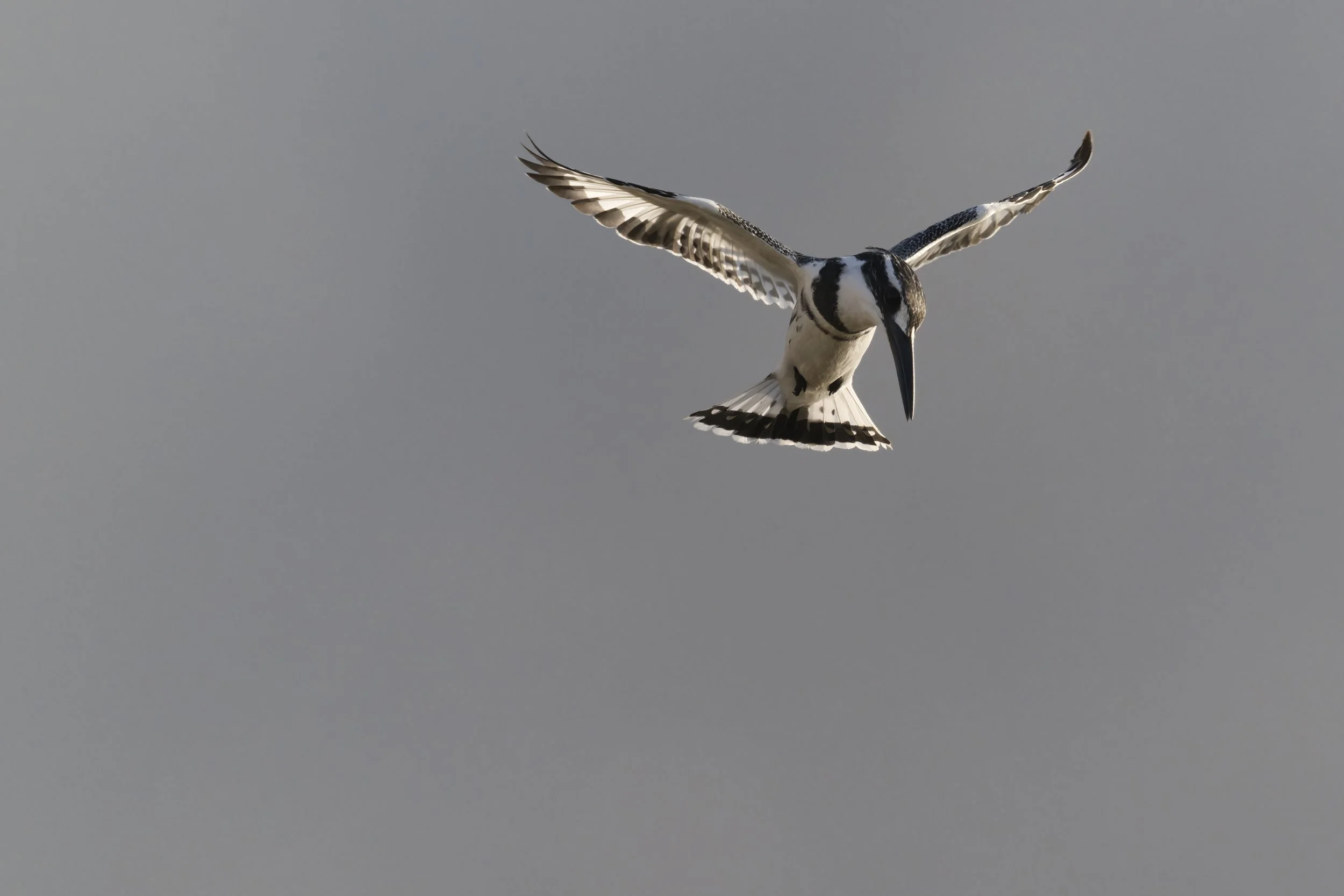 Birds watching Guide UAE