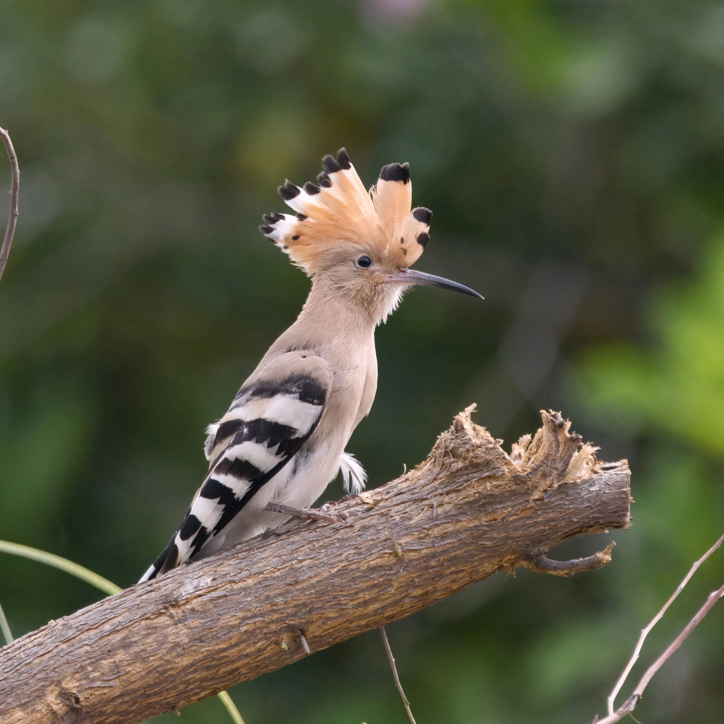 Eurasian Hoopoe (هدهد أوراسي)