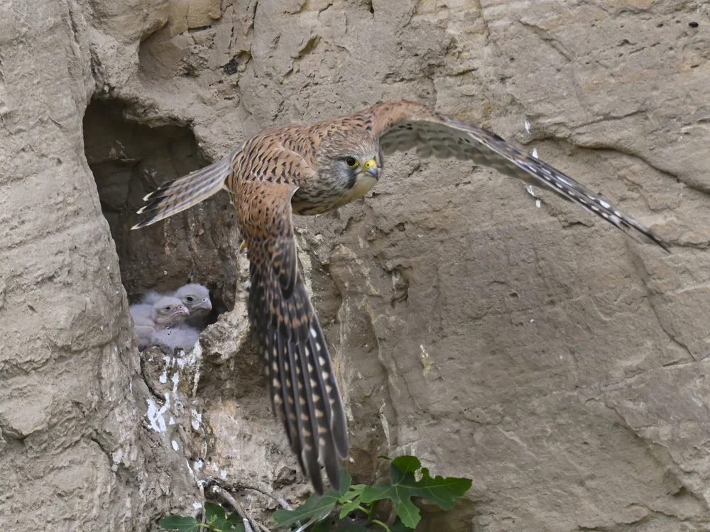 Eurasian Kestrel — best of the story