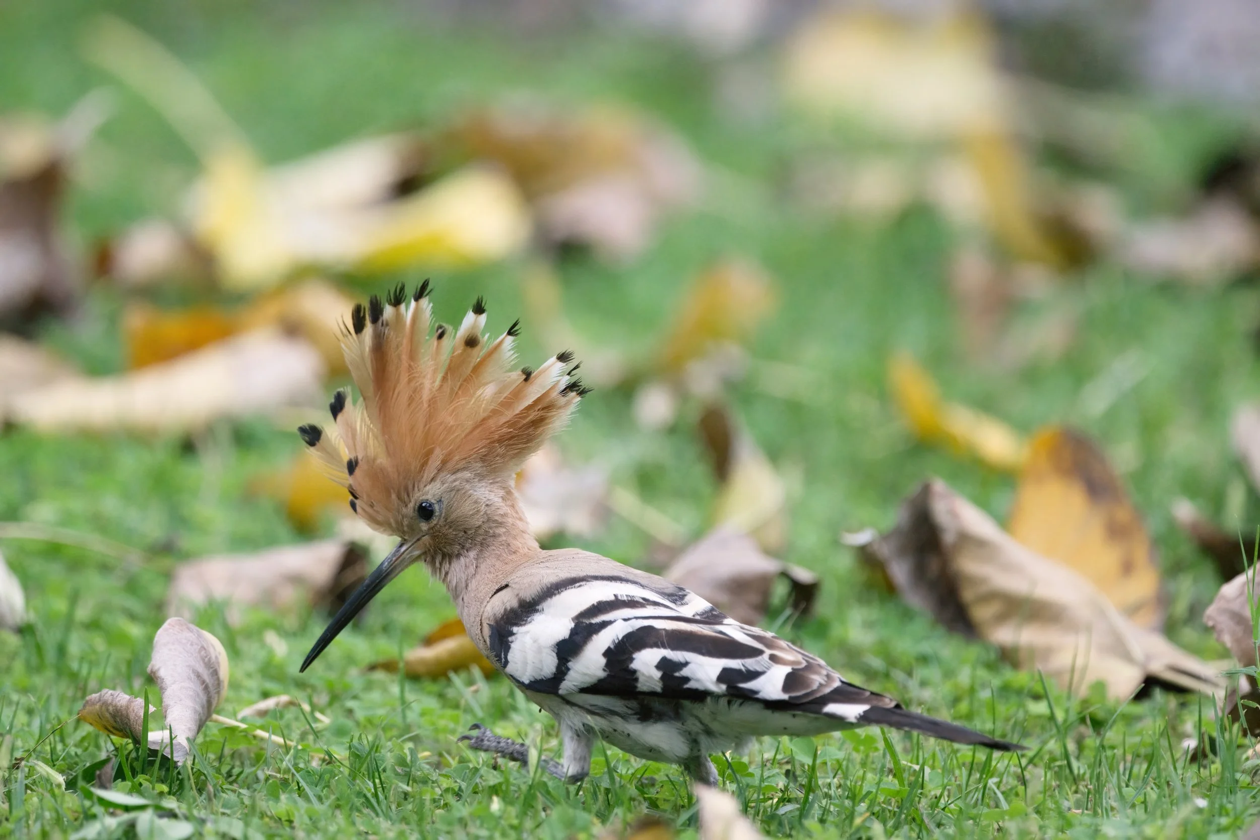 Eurasian Hoopoe (هدهد أوراسي)