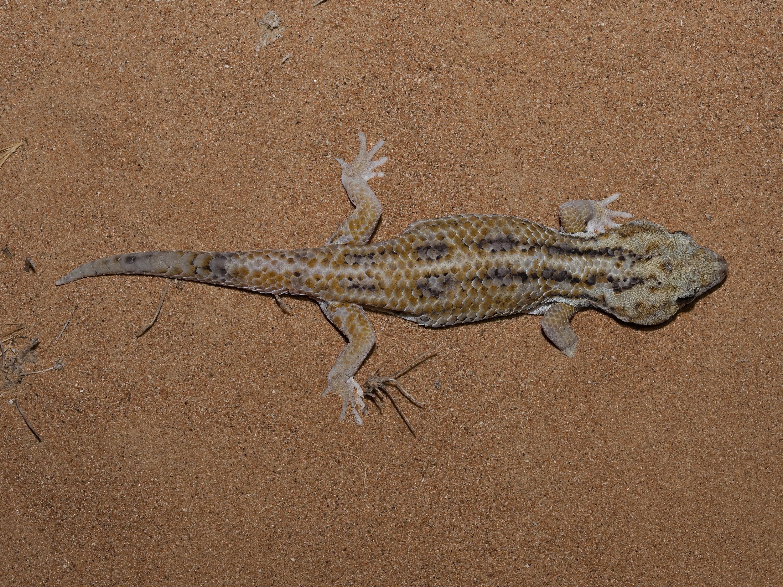 Keyserling's Wonder Gecko \ Teratoscincus keyserlingii