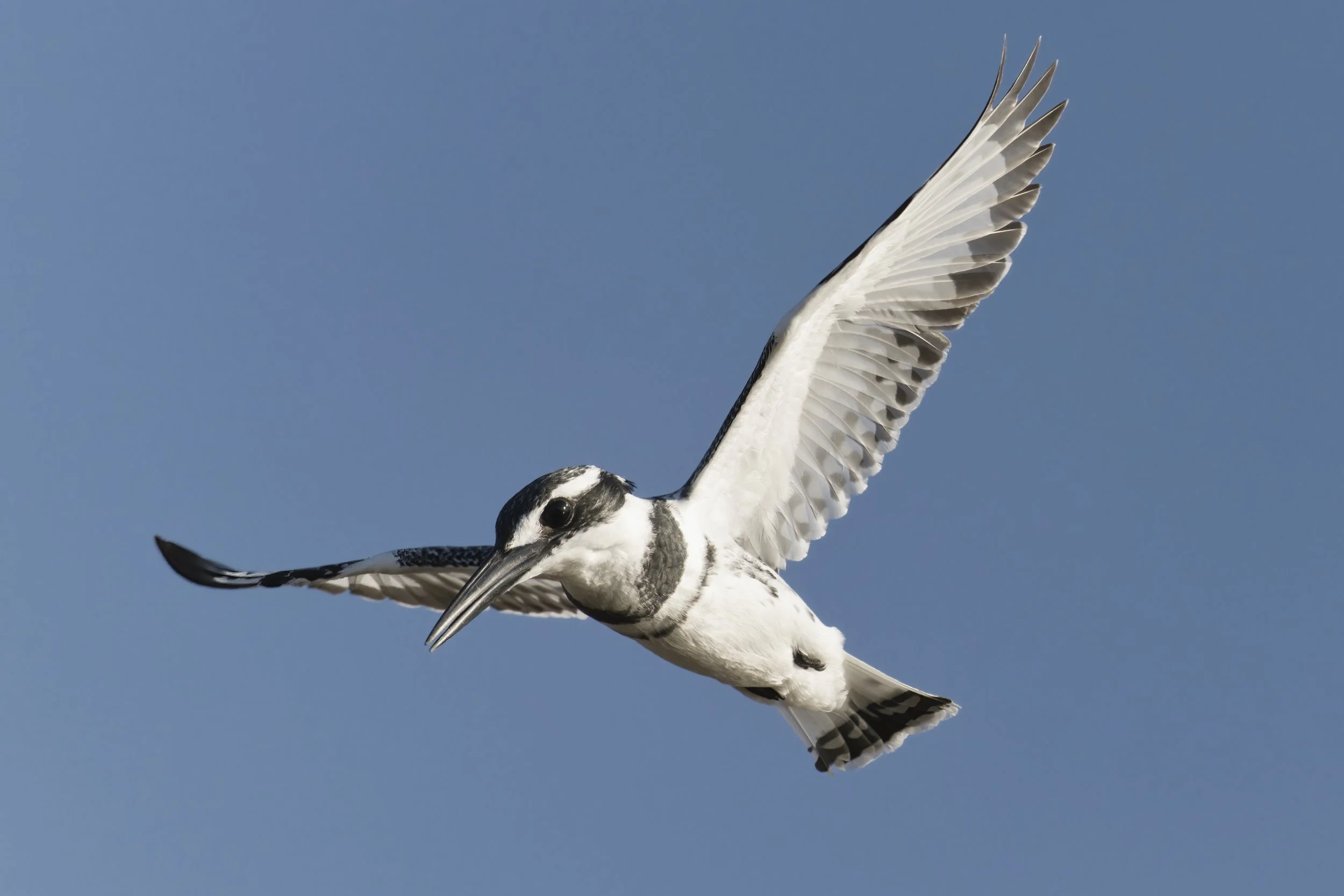 Best Birds watching Guide UAE