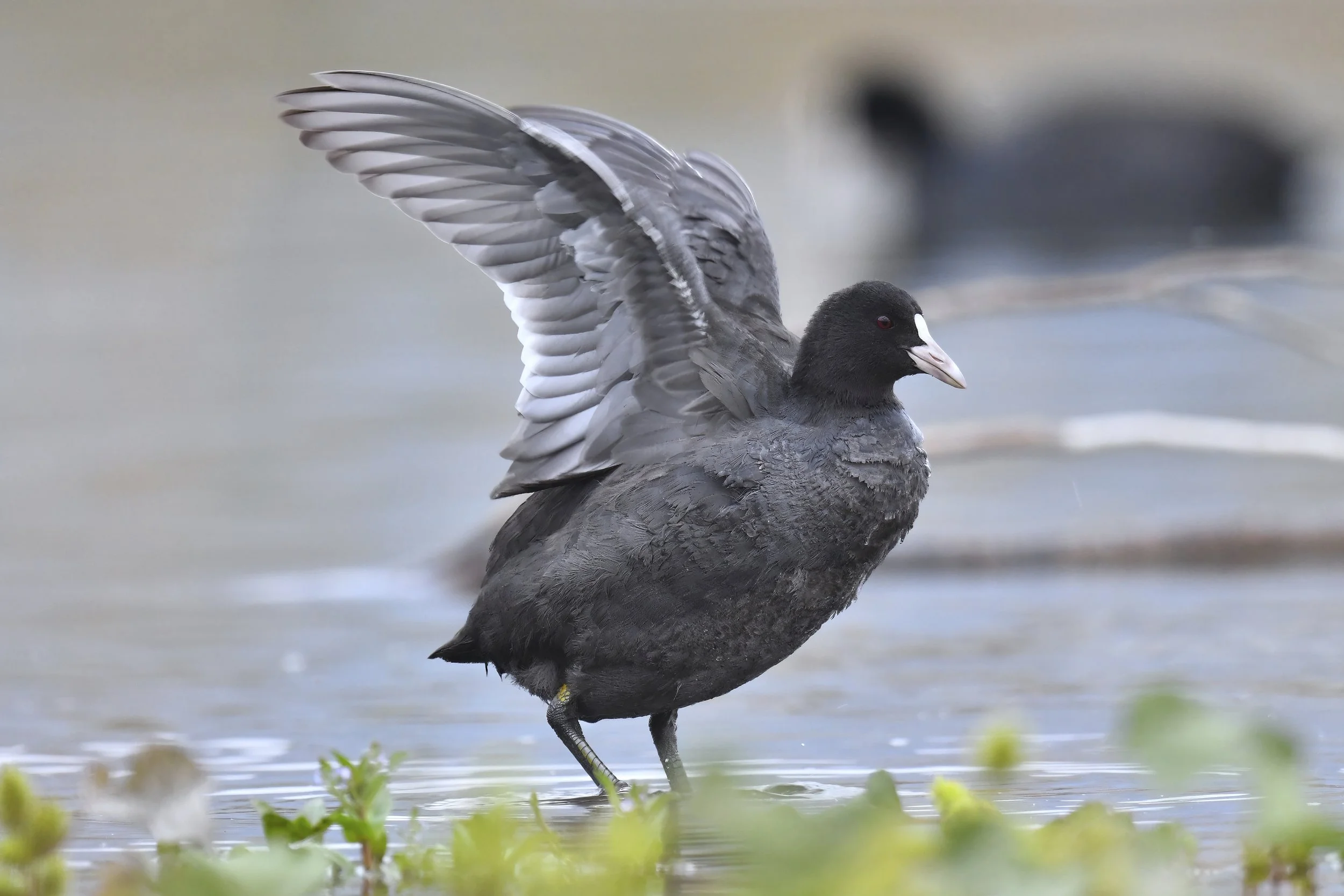 Eurasian Coot / Fulica atra