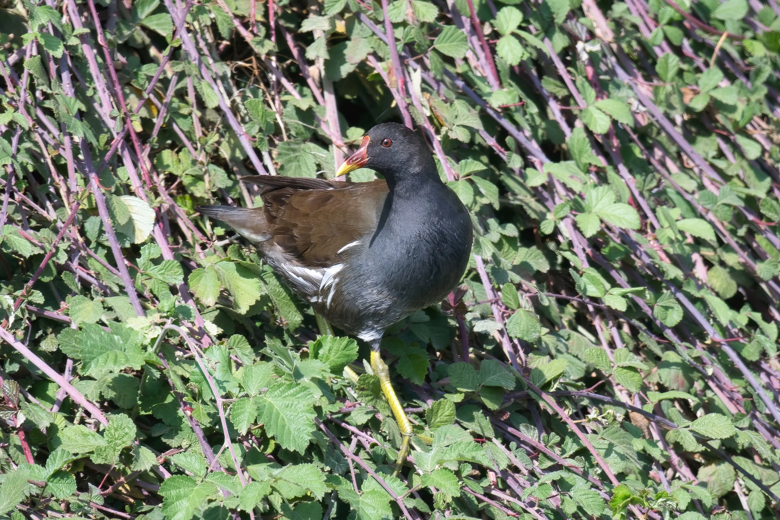 A bird standing among green and purple leafy plants.